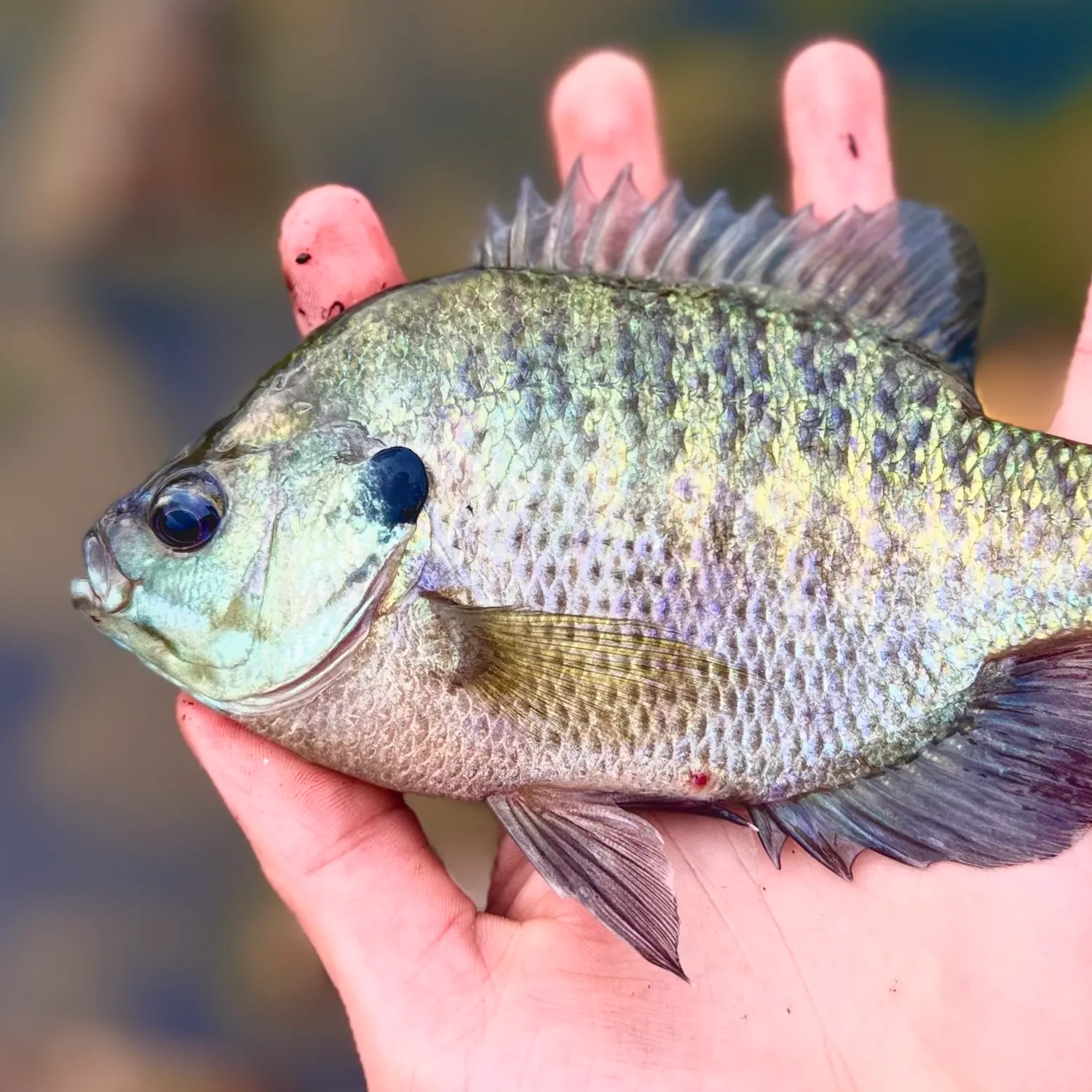 Bluegill caught on Fishbrain