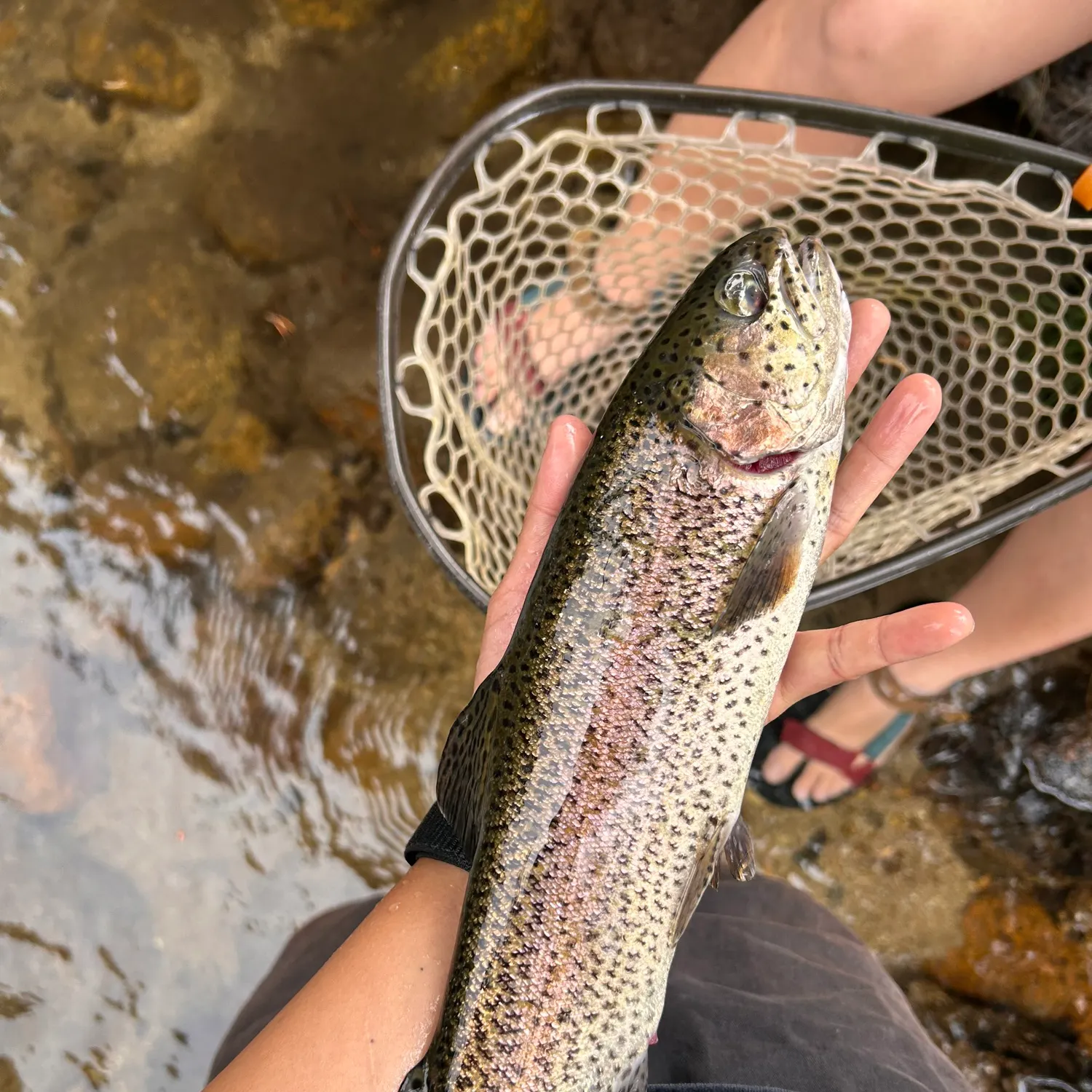 Rainbow trout caught on Fishbrain