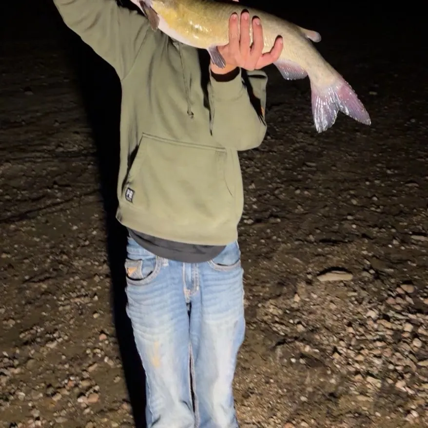 Channel catfish caught on Fishbrain