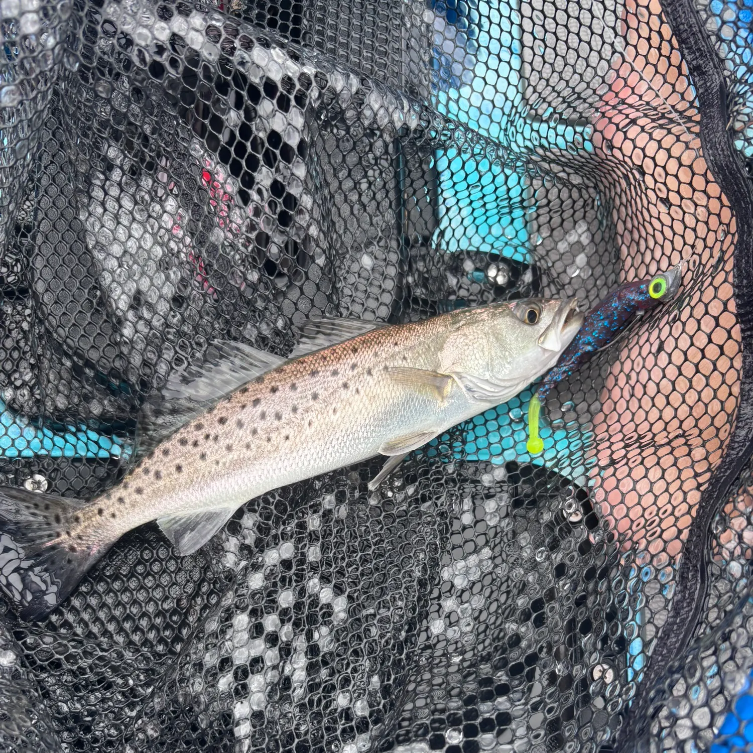 Spotted seatrout caught on Fishbrain