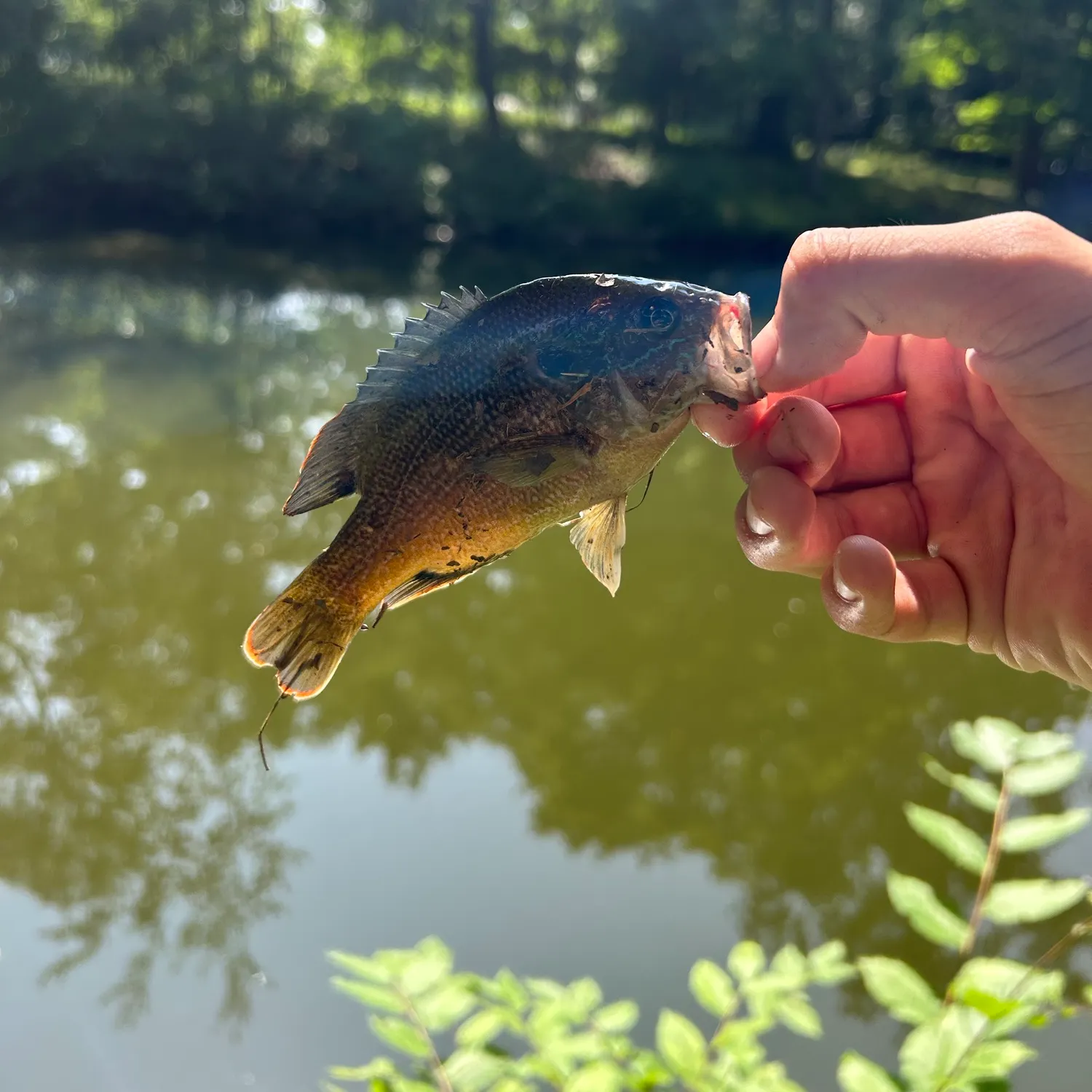 catch