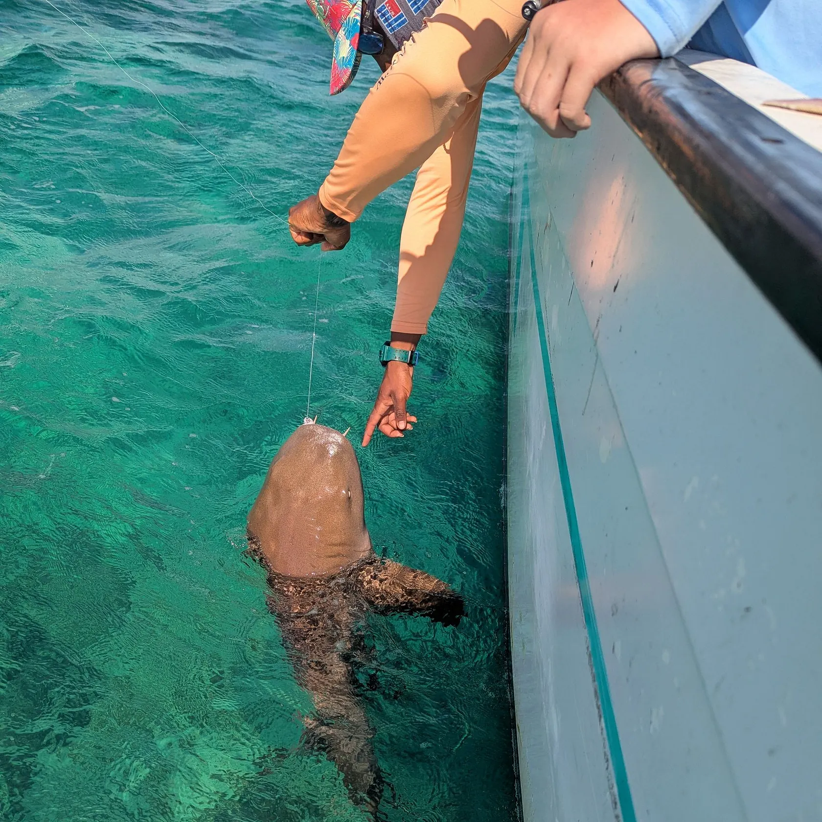 The most recent Nurse shark catches on Fishbrain