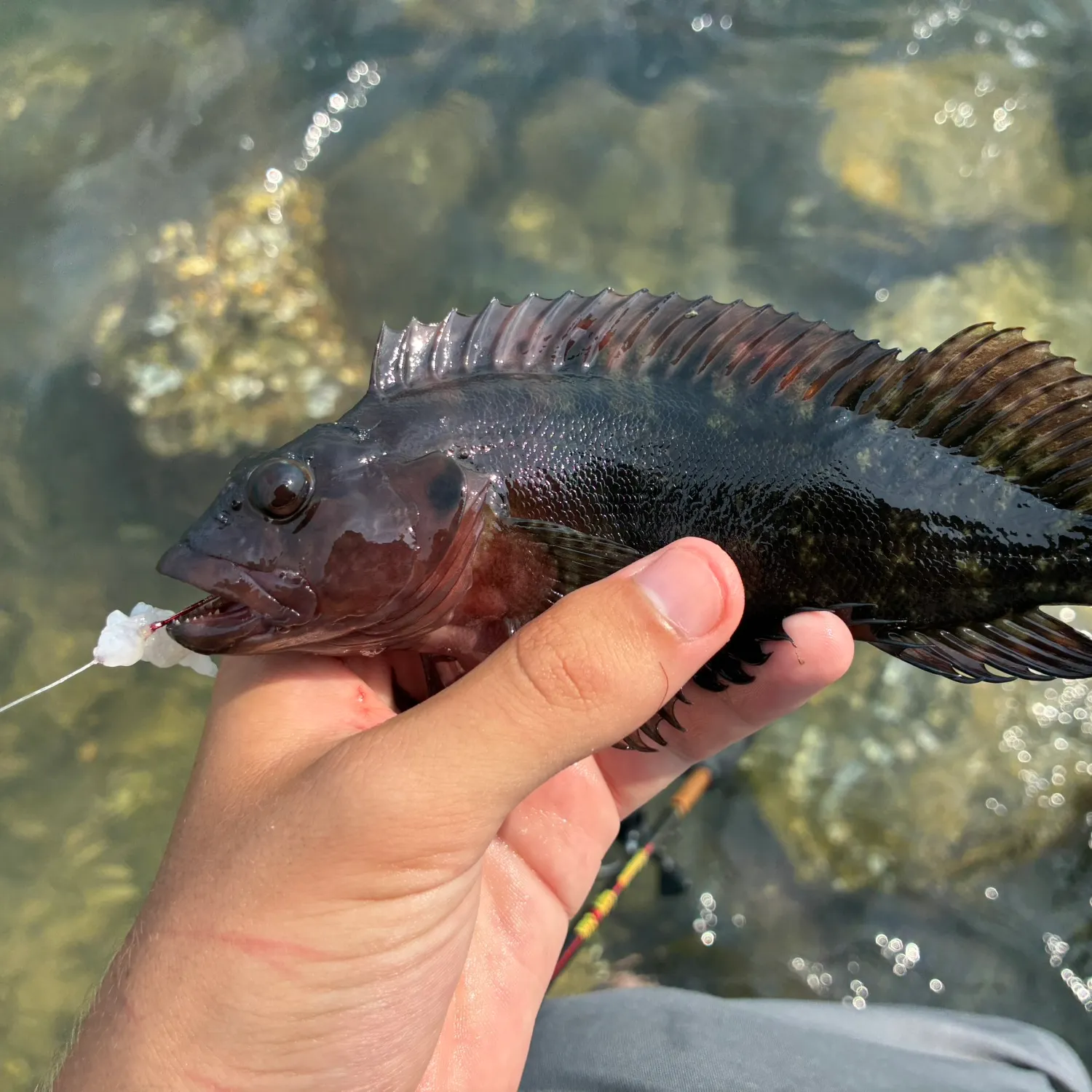 The most recent Hairy blenny catches on Fishbrain