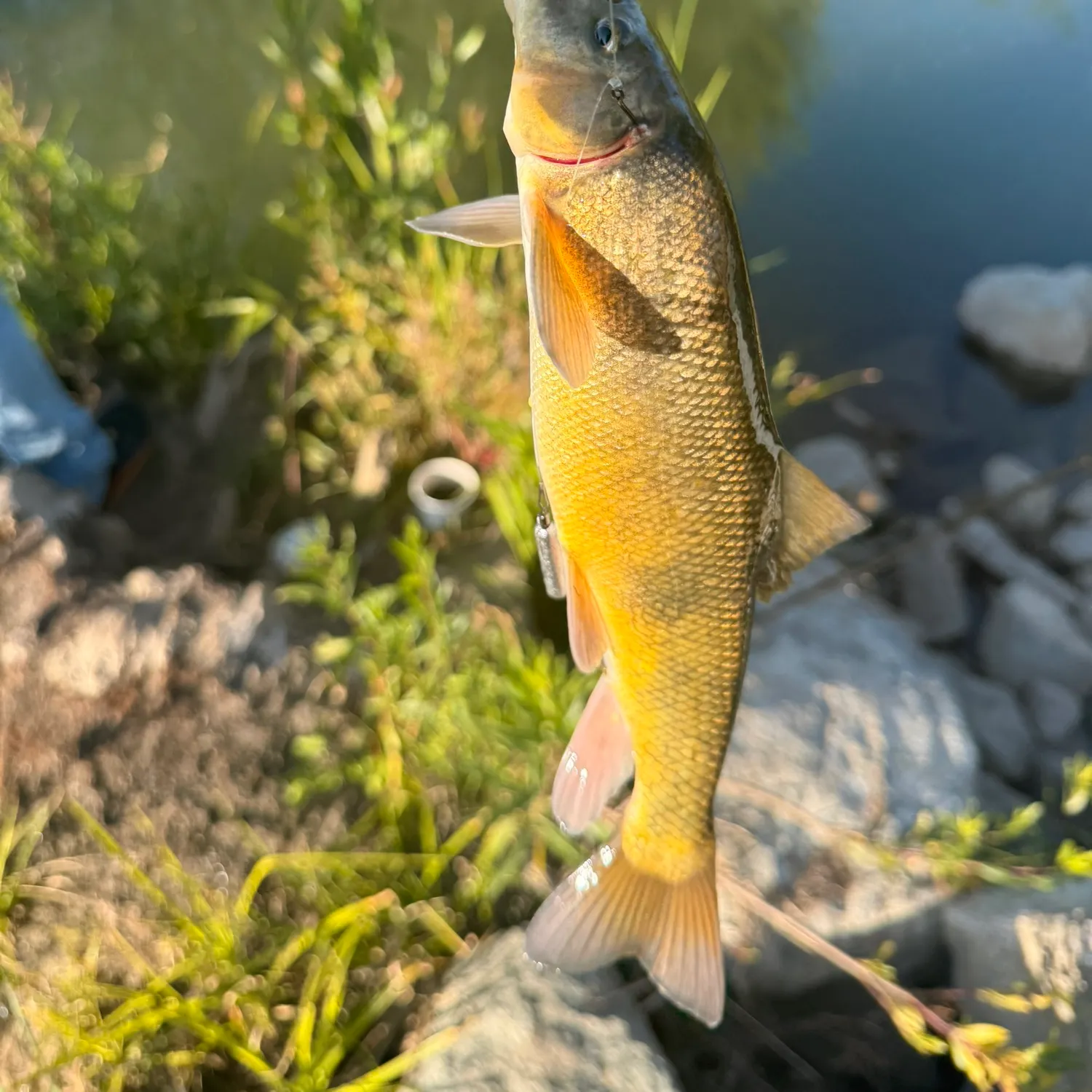 The most recent Sacramento sucker catches on Fishbrain