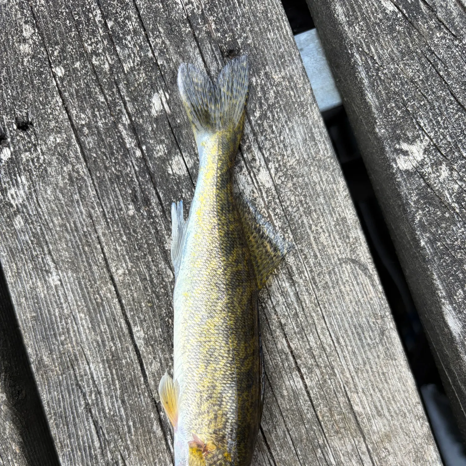 Walleye caught on Fishbrain