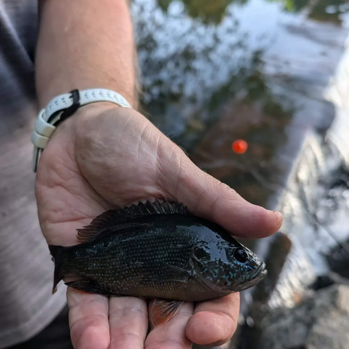 Bluegill caught on Fishbrain