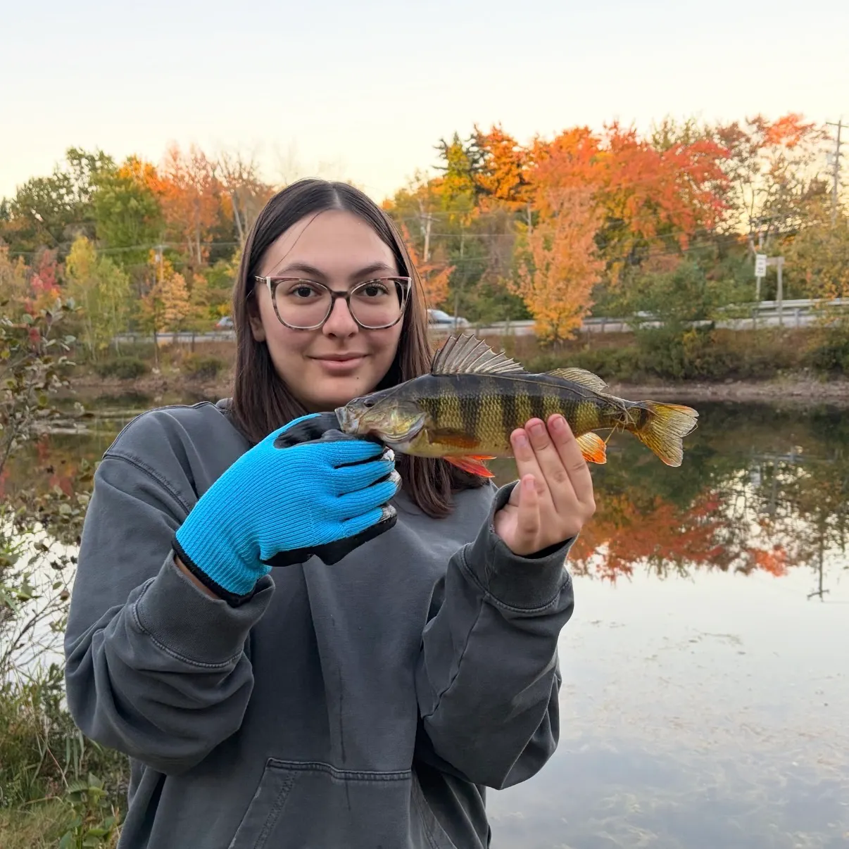 Yellow perch caught on Fishbrain