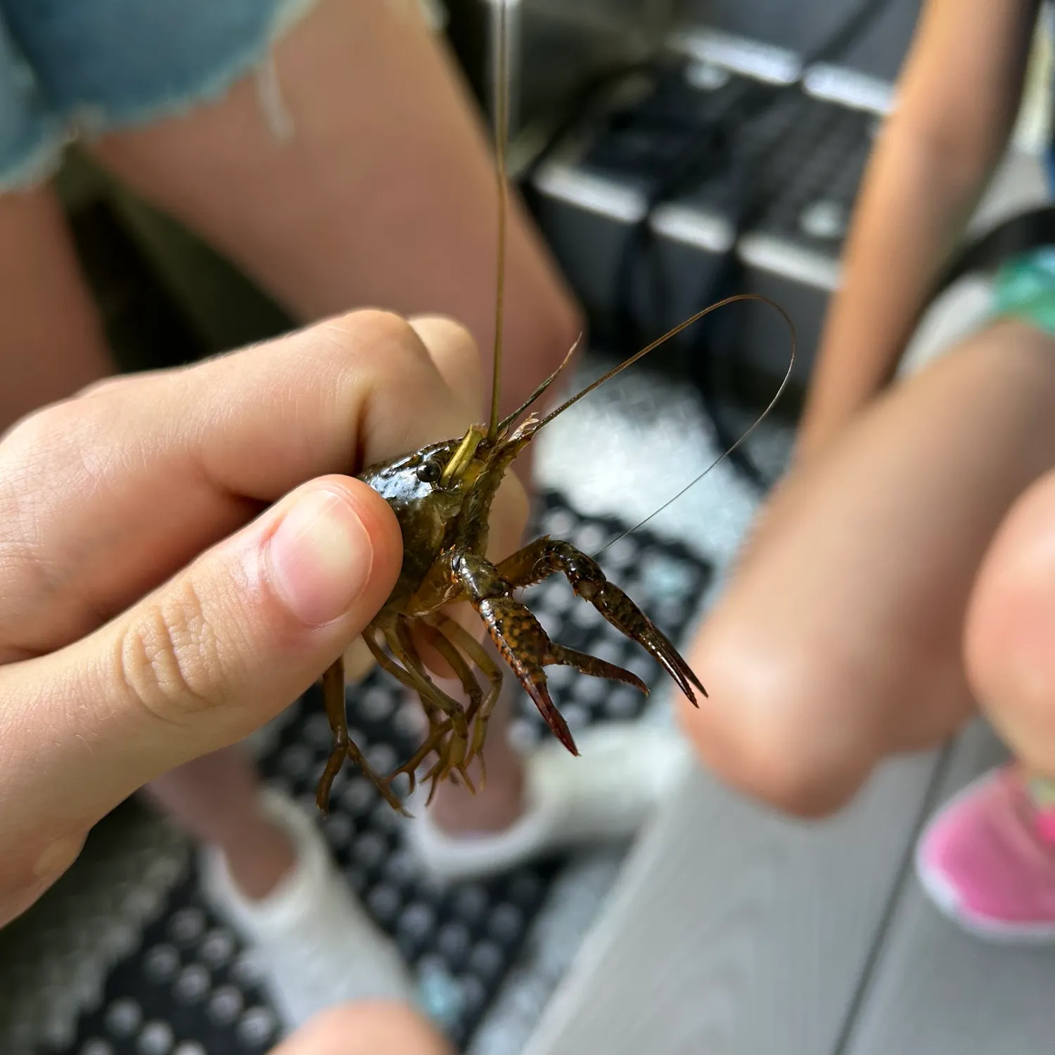 The most recent White River crayfish catches on Fishbrain