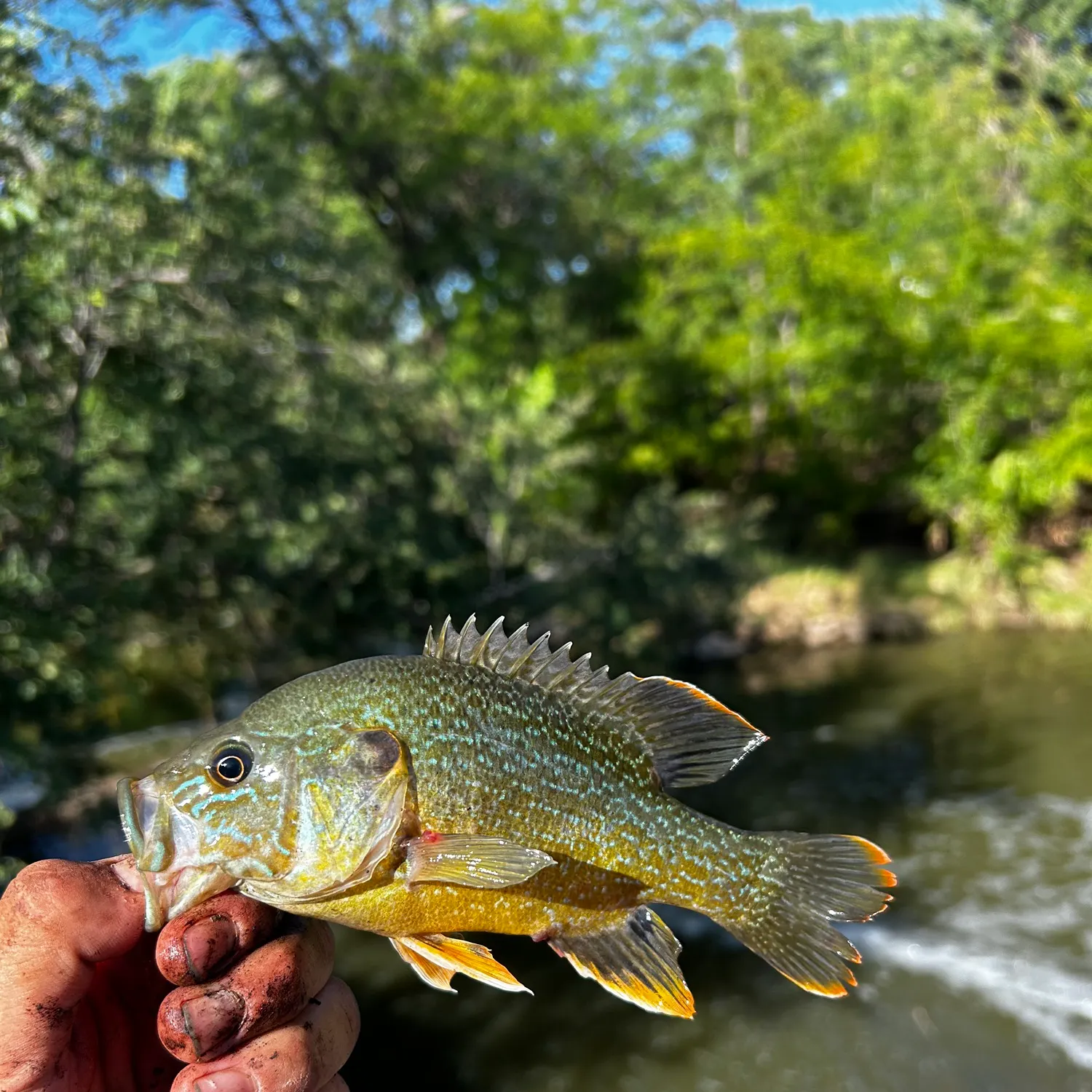 Green sunfish caught on Fishbrain