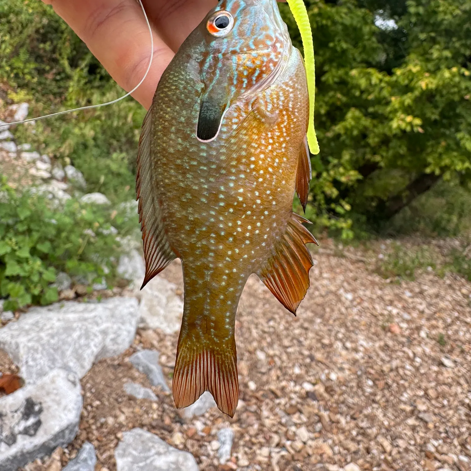 Longear sunfish caught on Fishbrain