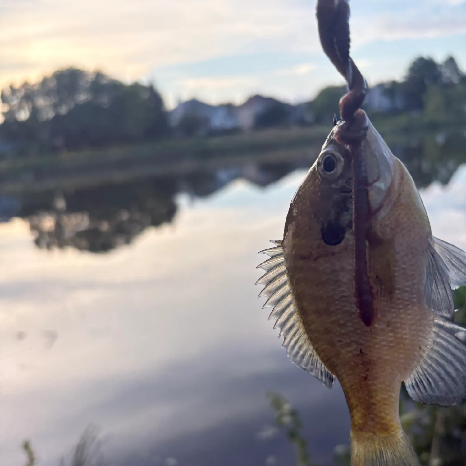 Bluegill caught on Fishbrain