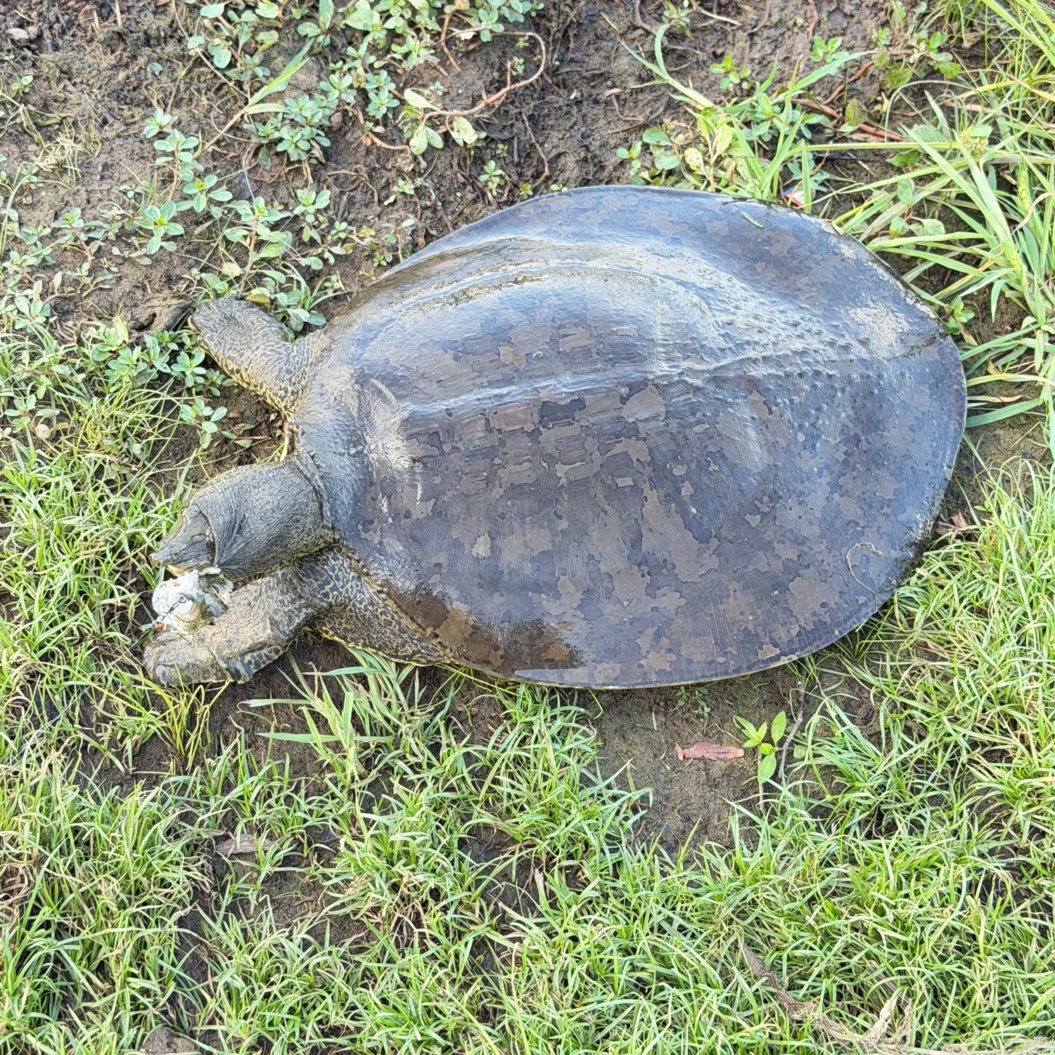 Smooth softshell turtle caught on Fishbrain