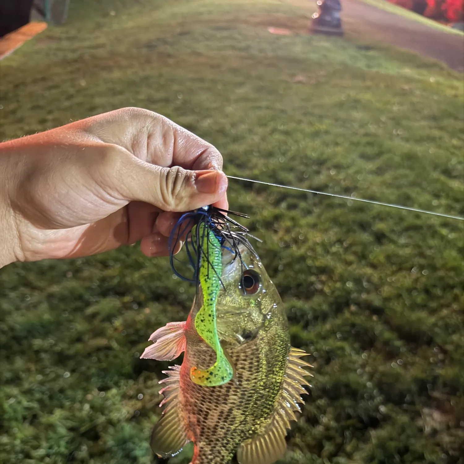 Rock bass caught on Fishbrain