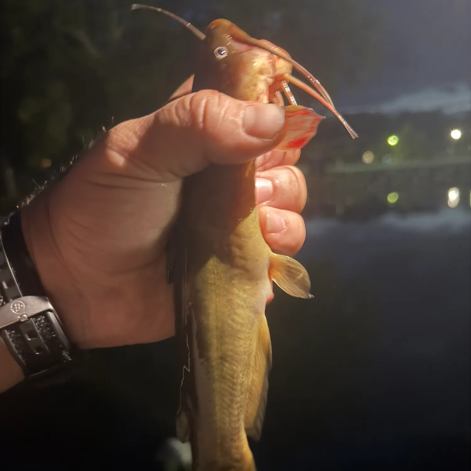 Yellow bullhead caught on Fishbrain