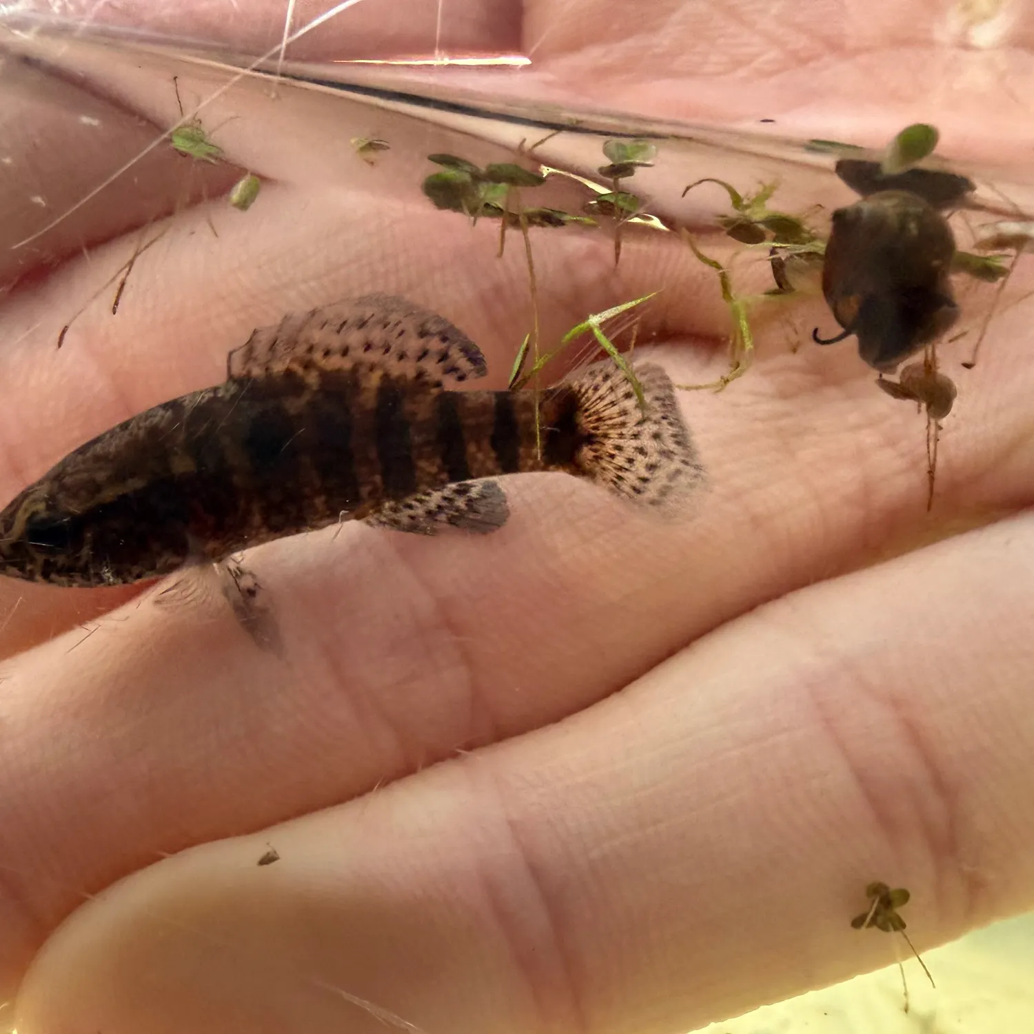 The most recent Banded pygmy sunfish catches on Fishbrain