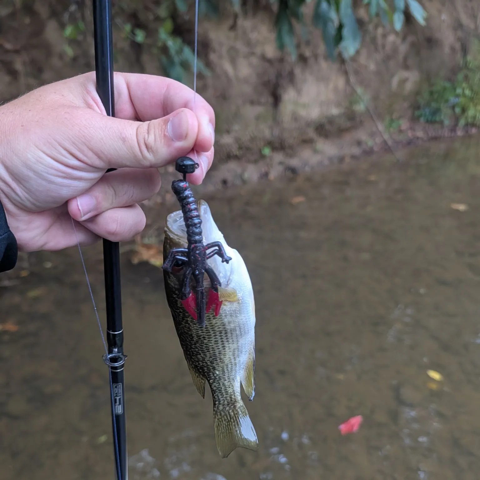 Rock bass caught on Fishbrain