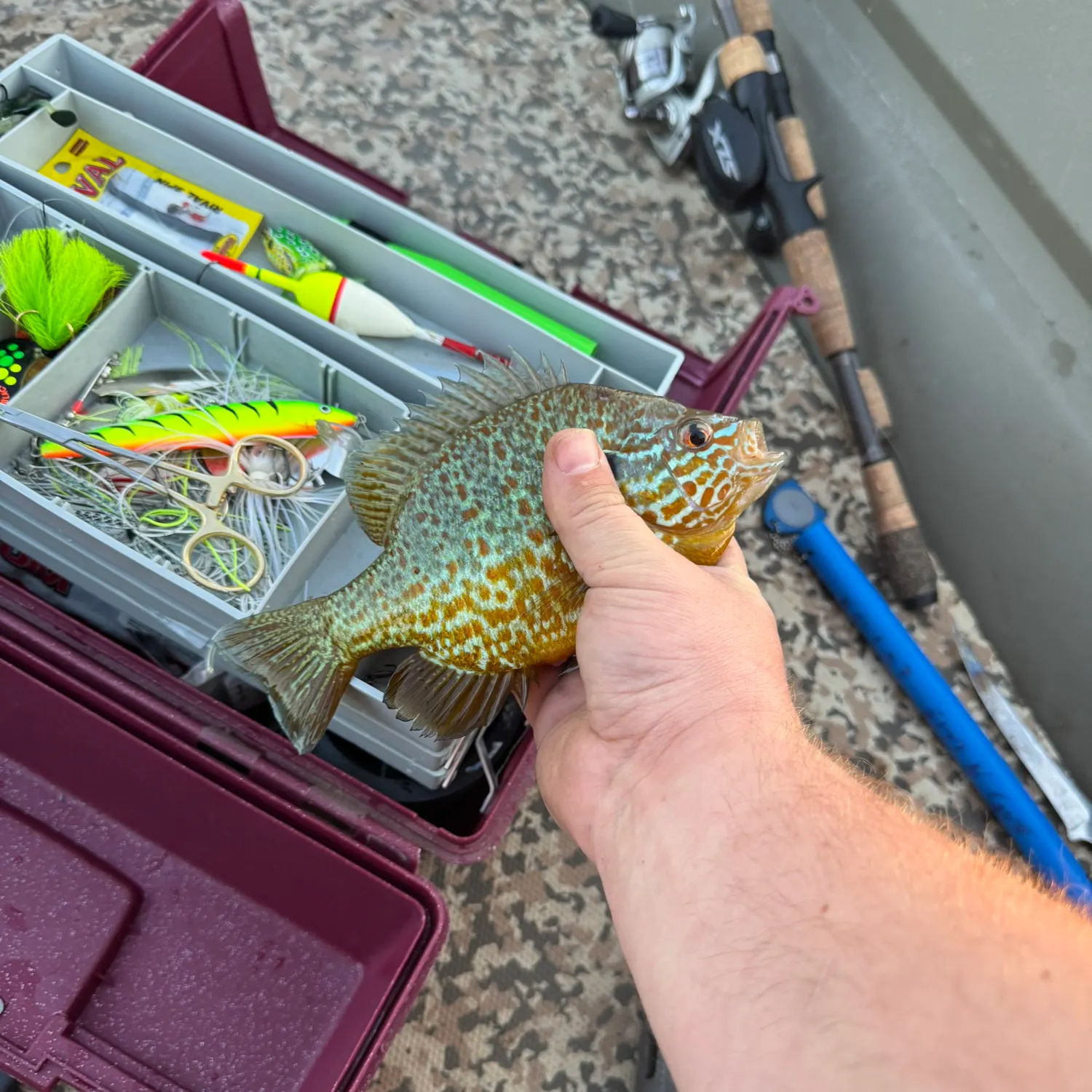 recently logged catches