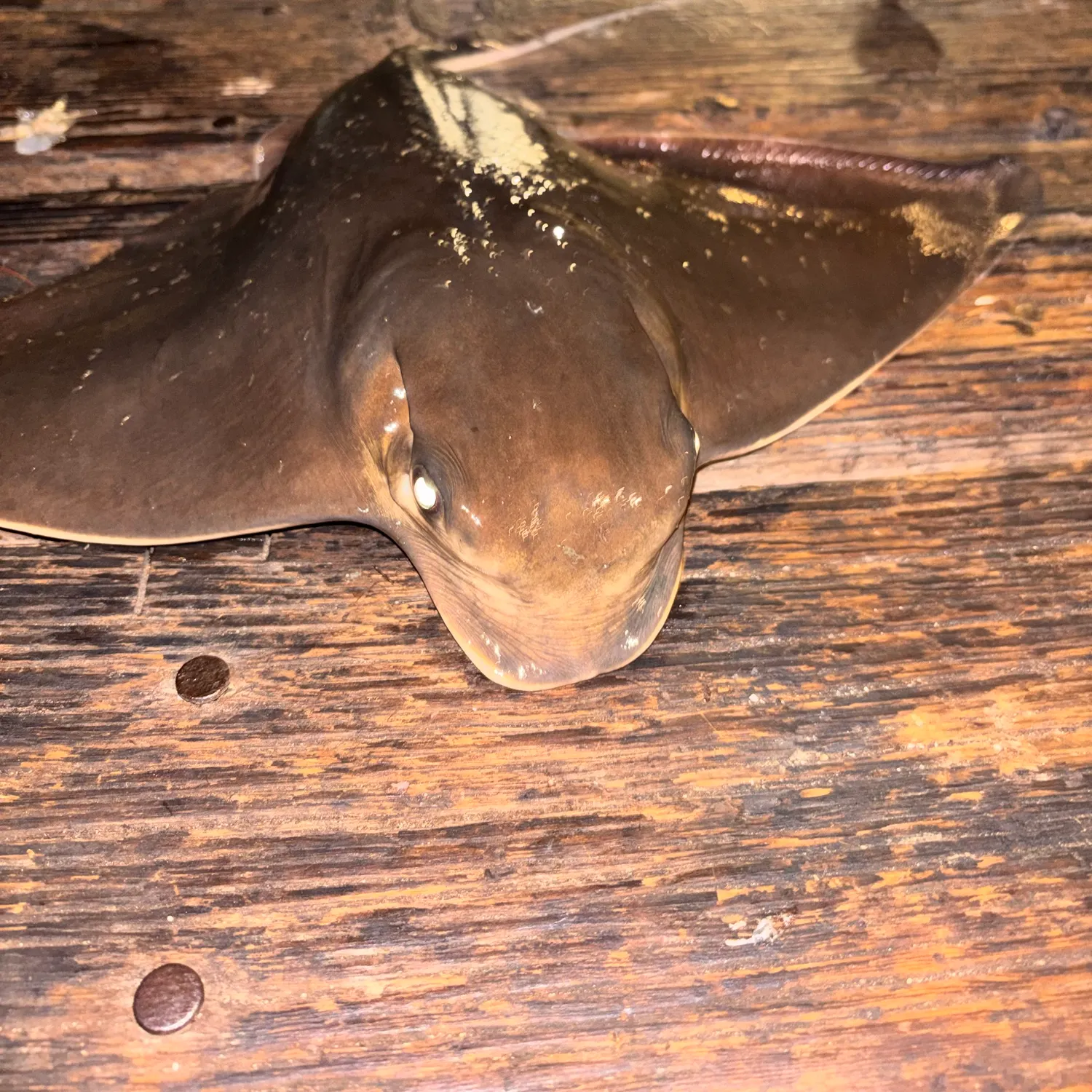 Bat eagle ray caught on Fishbrain