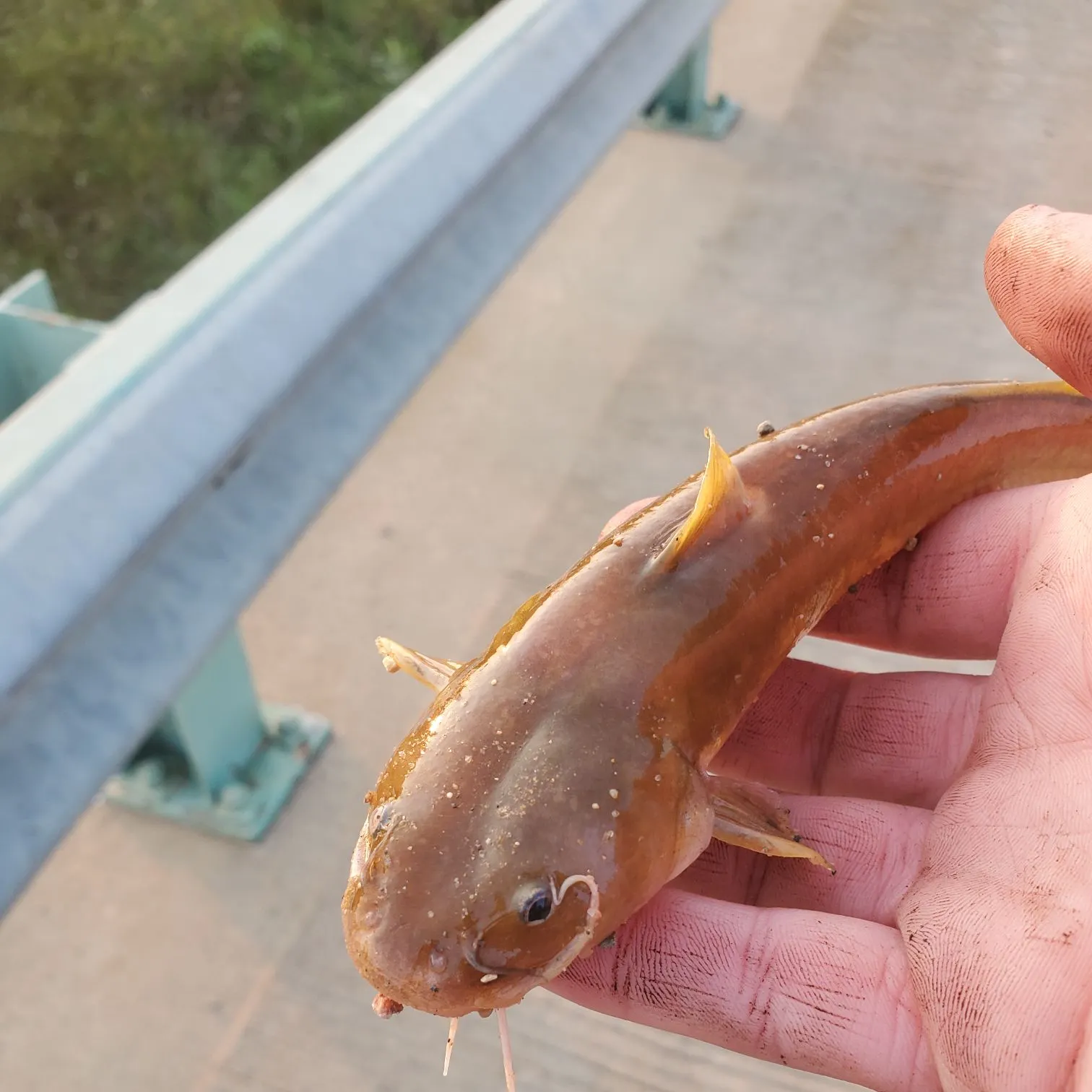 The most recent Stonecat catches on Fishbrain