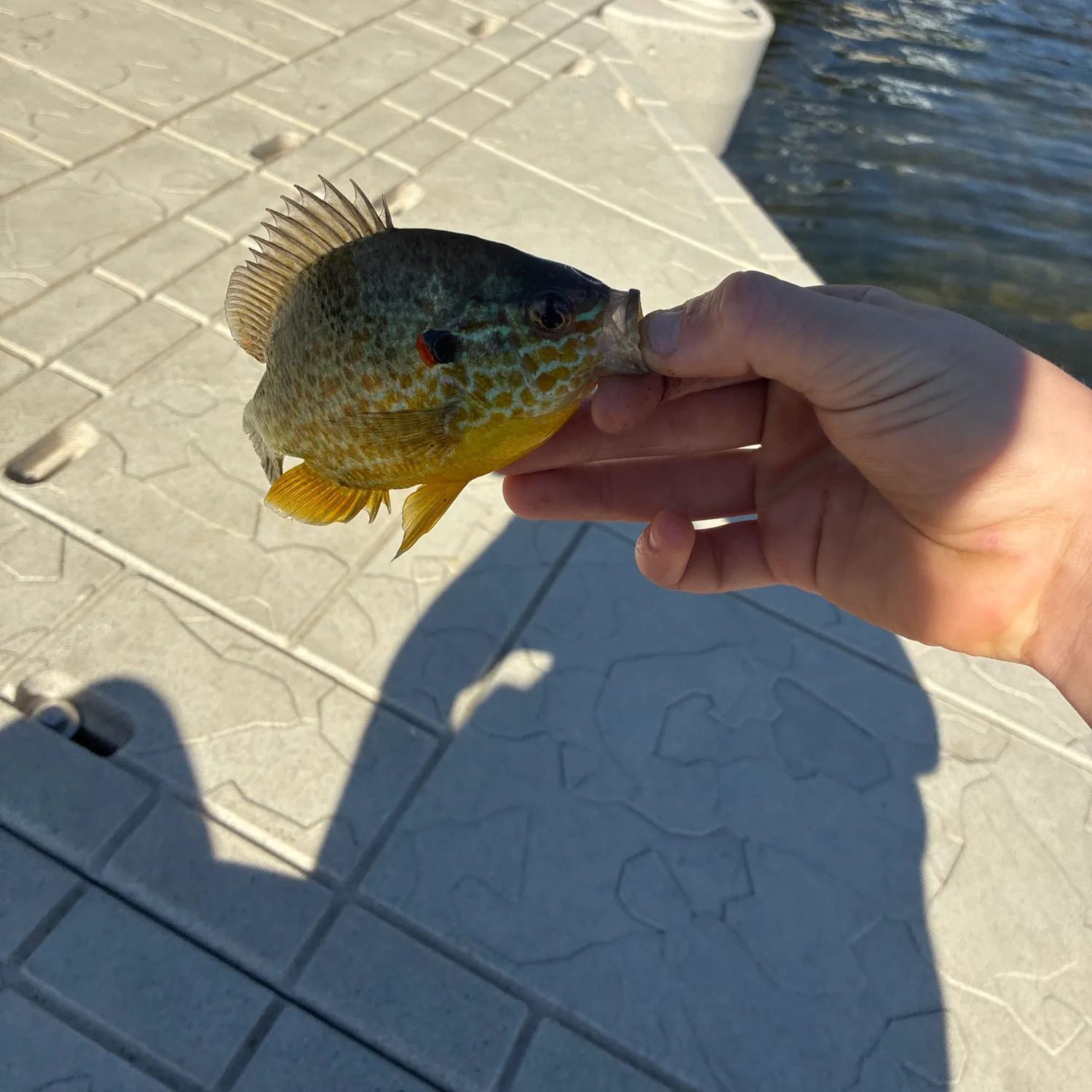 Pumpkinseed caught on Fishbrain