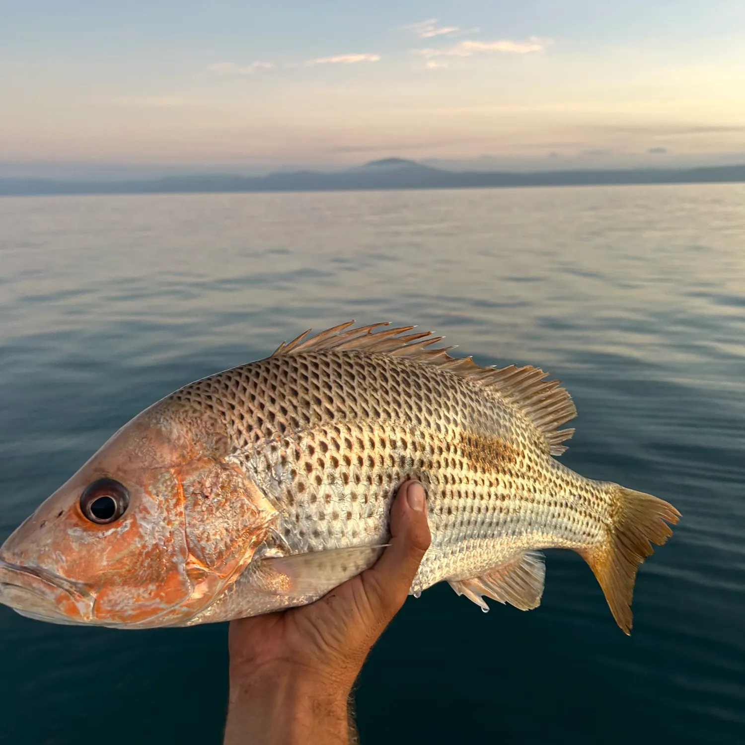 The most popular recent John's snapper catch on Fishbrain