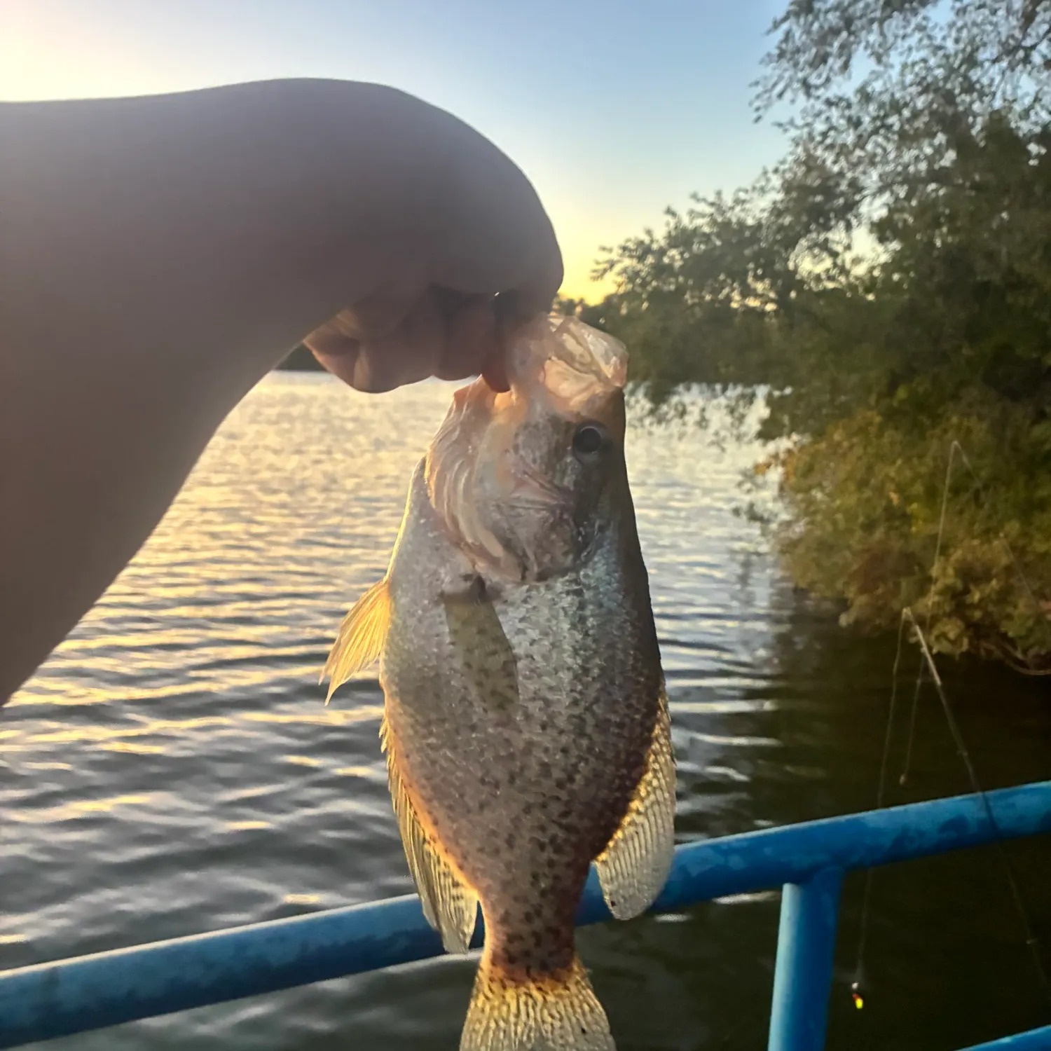 Black crappie caught on Fishbrain