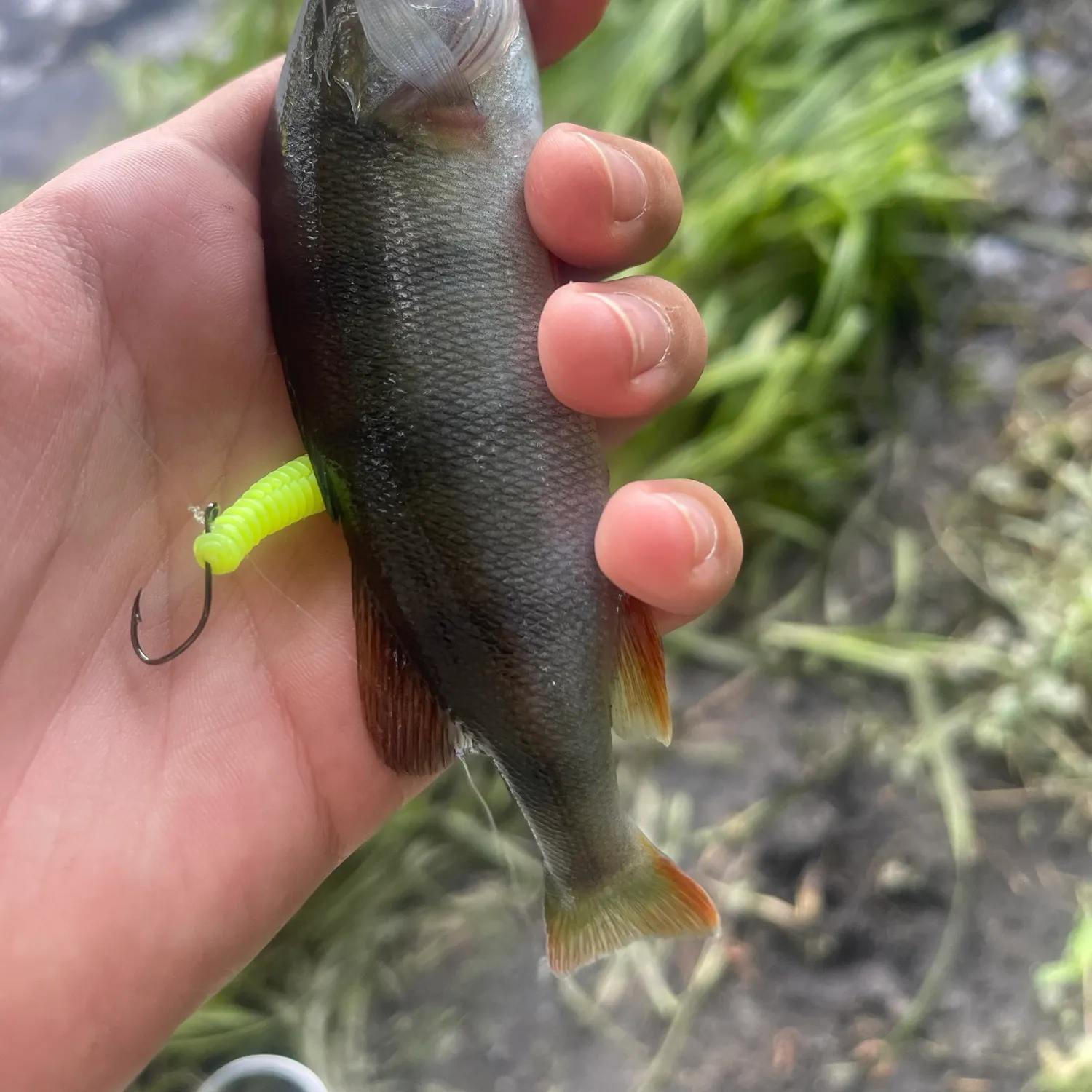 Fish caught on Fishbrain