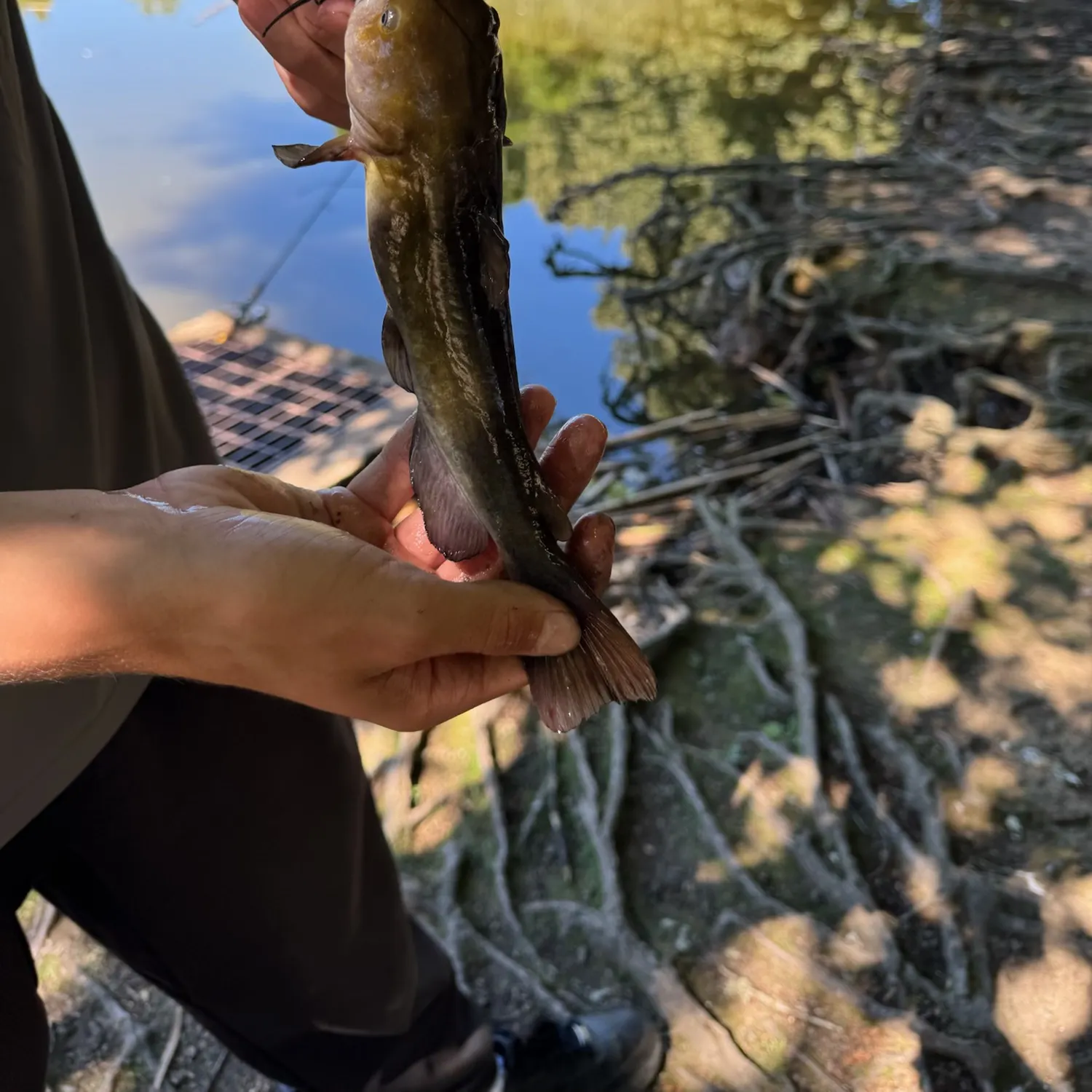 Black bullhead caught on Fishbrain