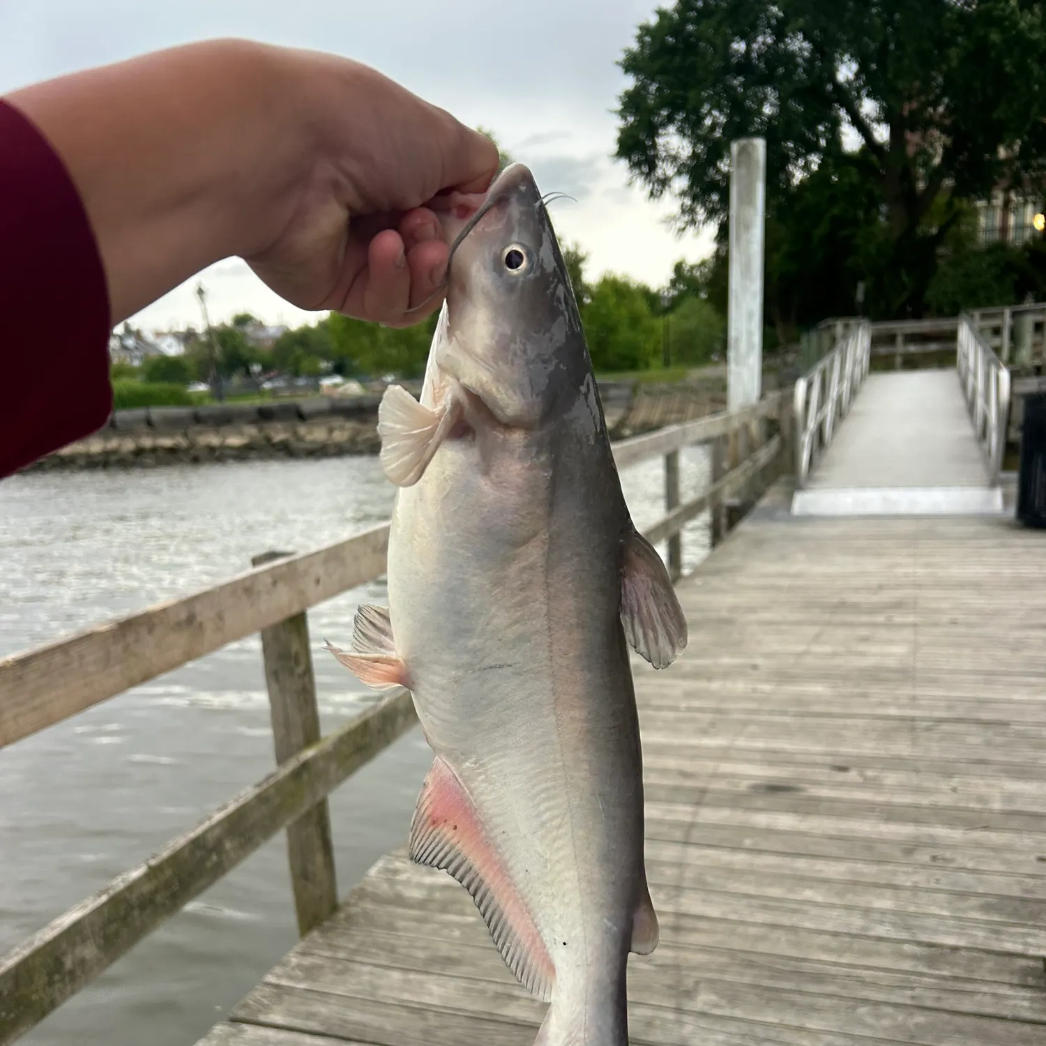 catch