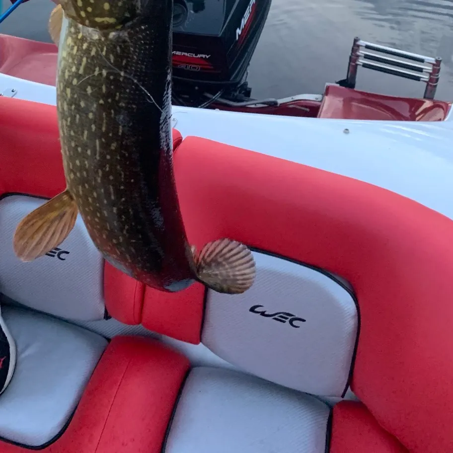 The most recent Northern pike catches on Fishbrain