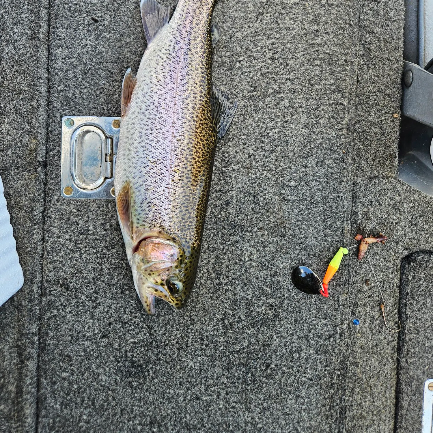 Rainbow trout caught on Fishbrain