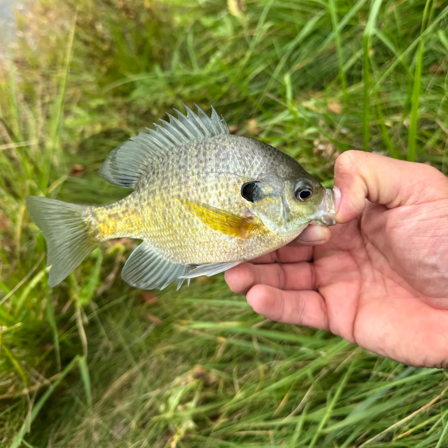 Bluegill caught on Fishbrain