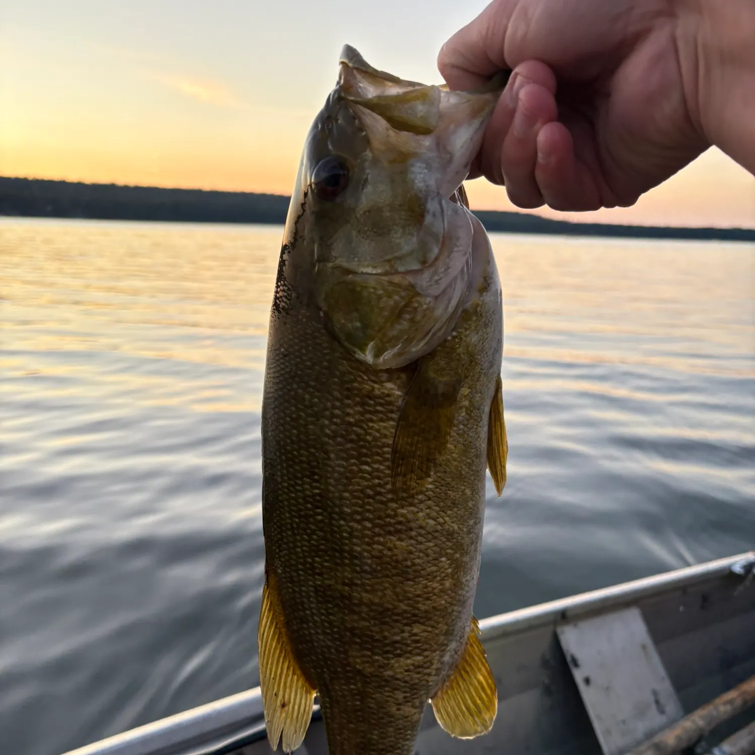 Smallmouth bass caught on Fishbrain