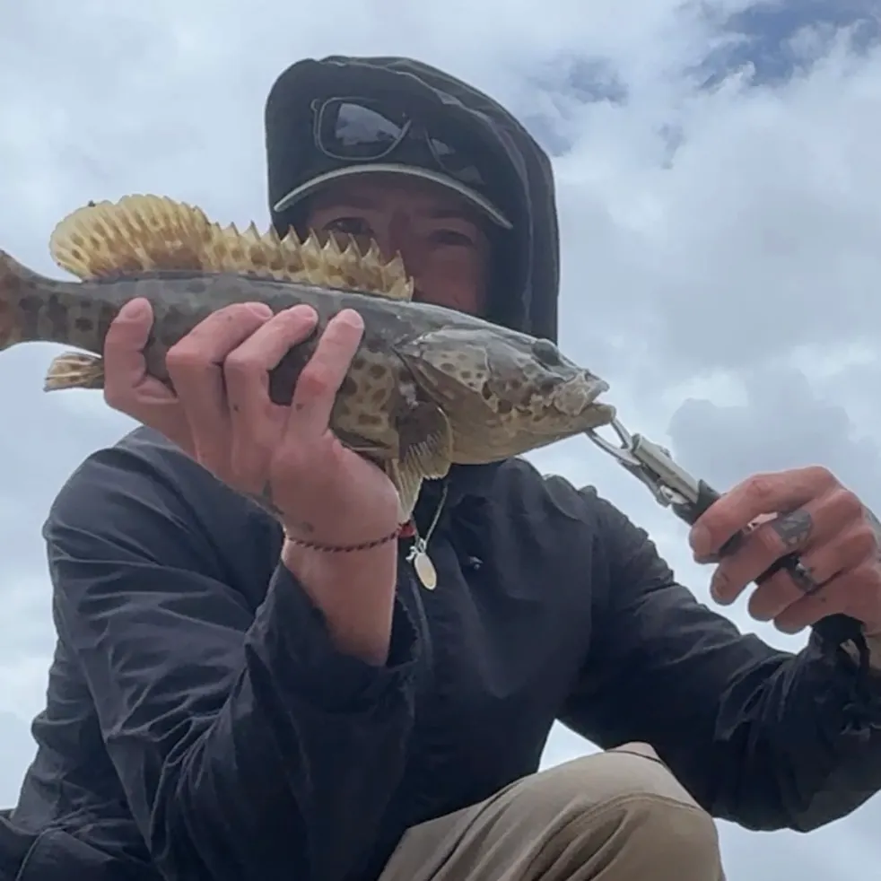 Orange-spotted grouper caught on Fishbrain