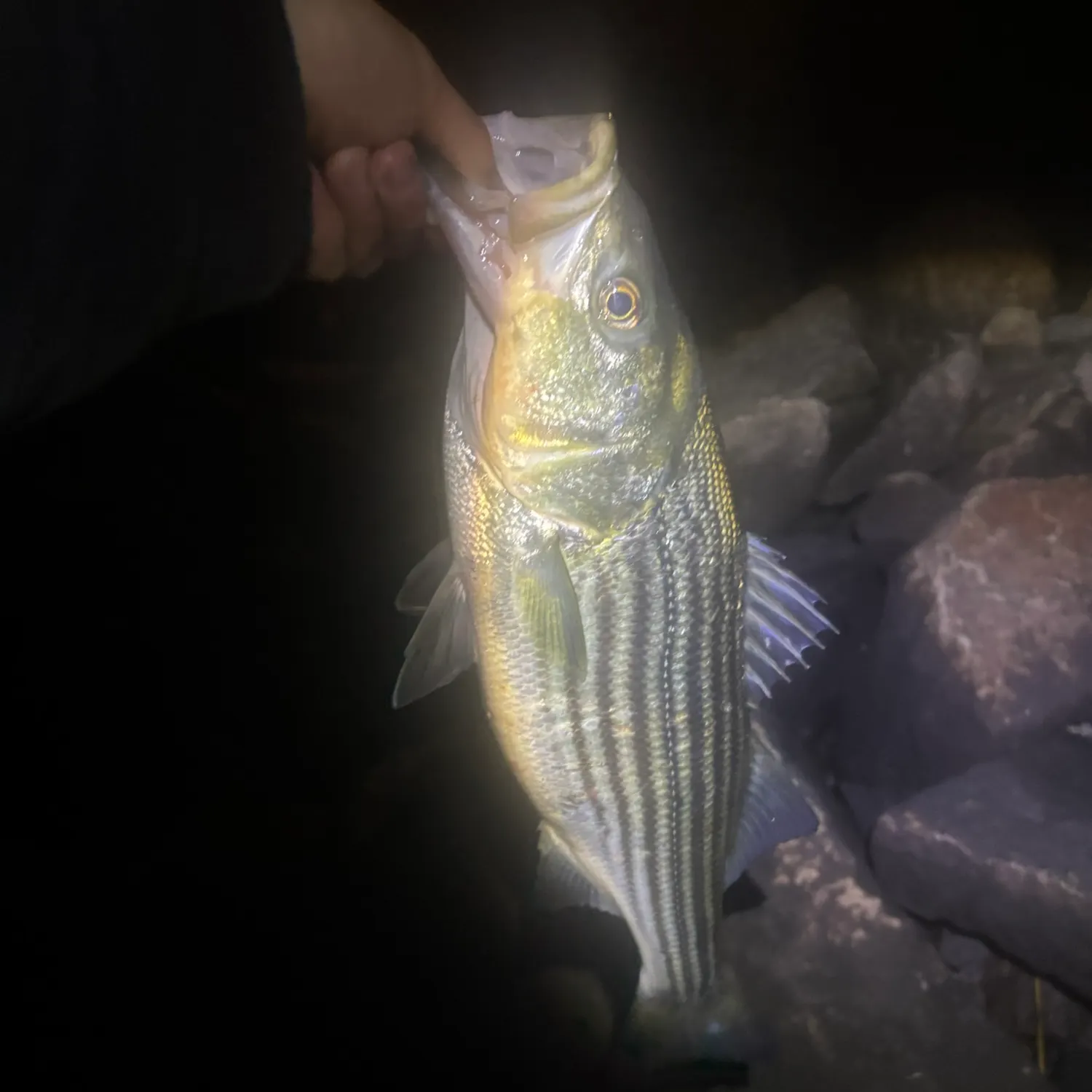 Striped bass caught on Fishbrain