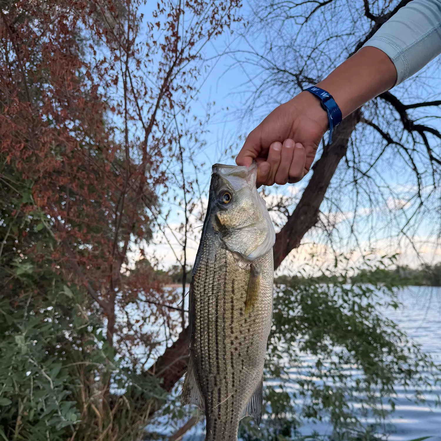 Wiper caught on Fishbrain