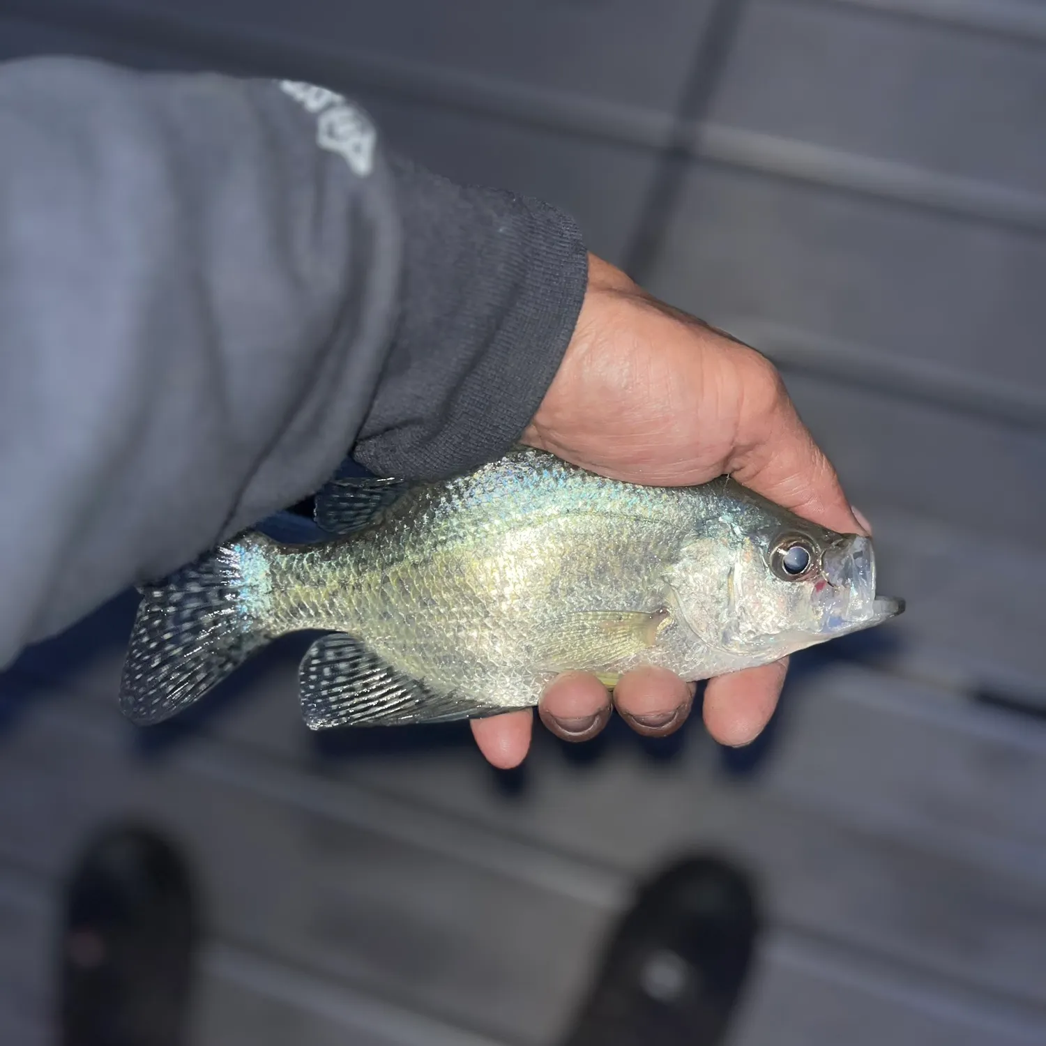 Black crappie caught on Fishbrain