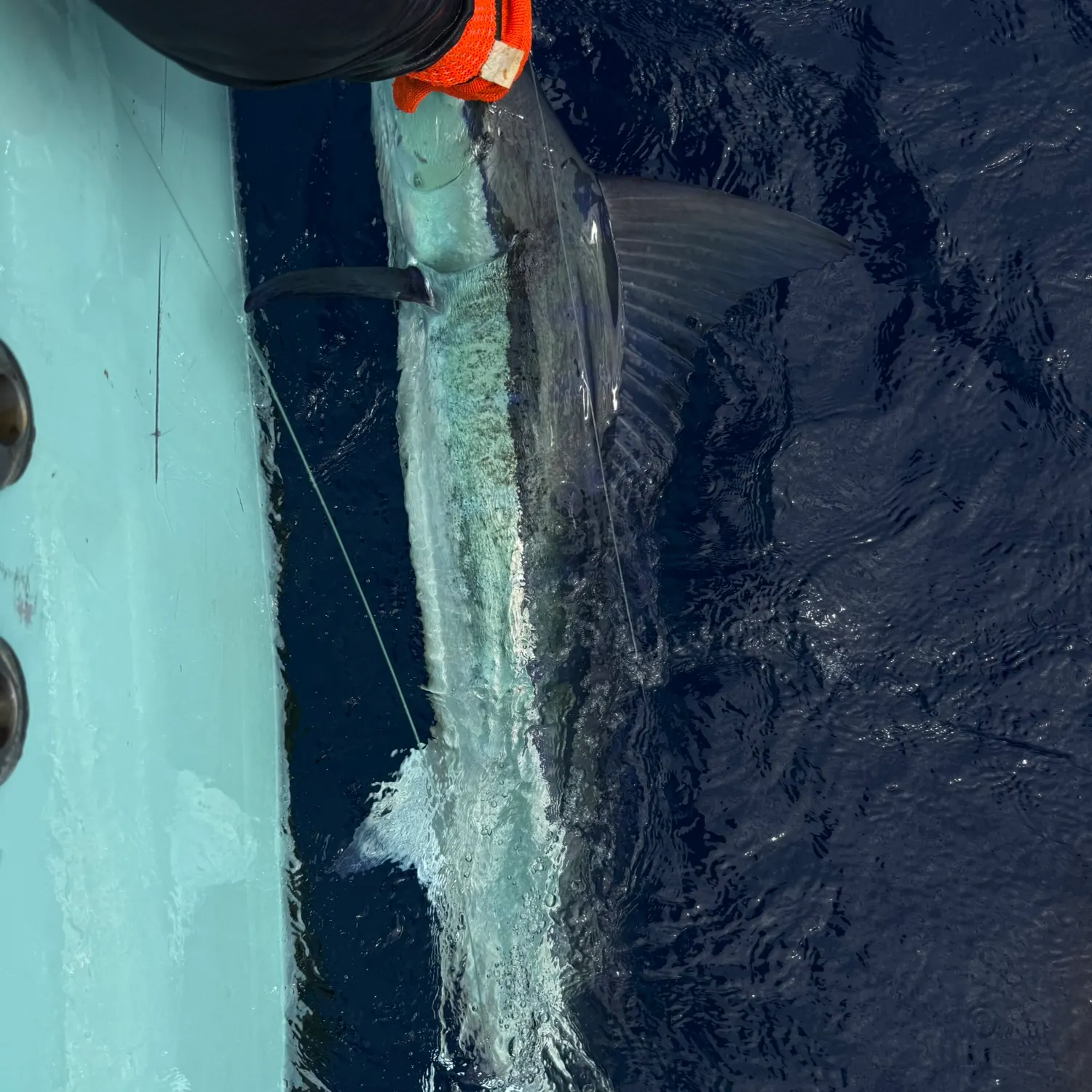 The most recent Atlantic blue marlin catches on Fishbrain