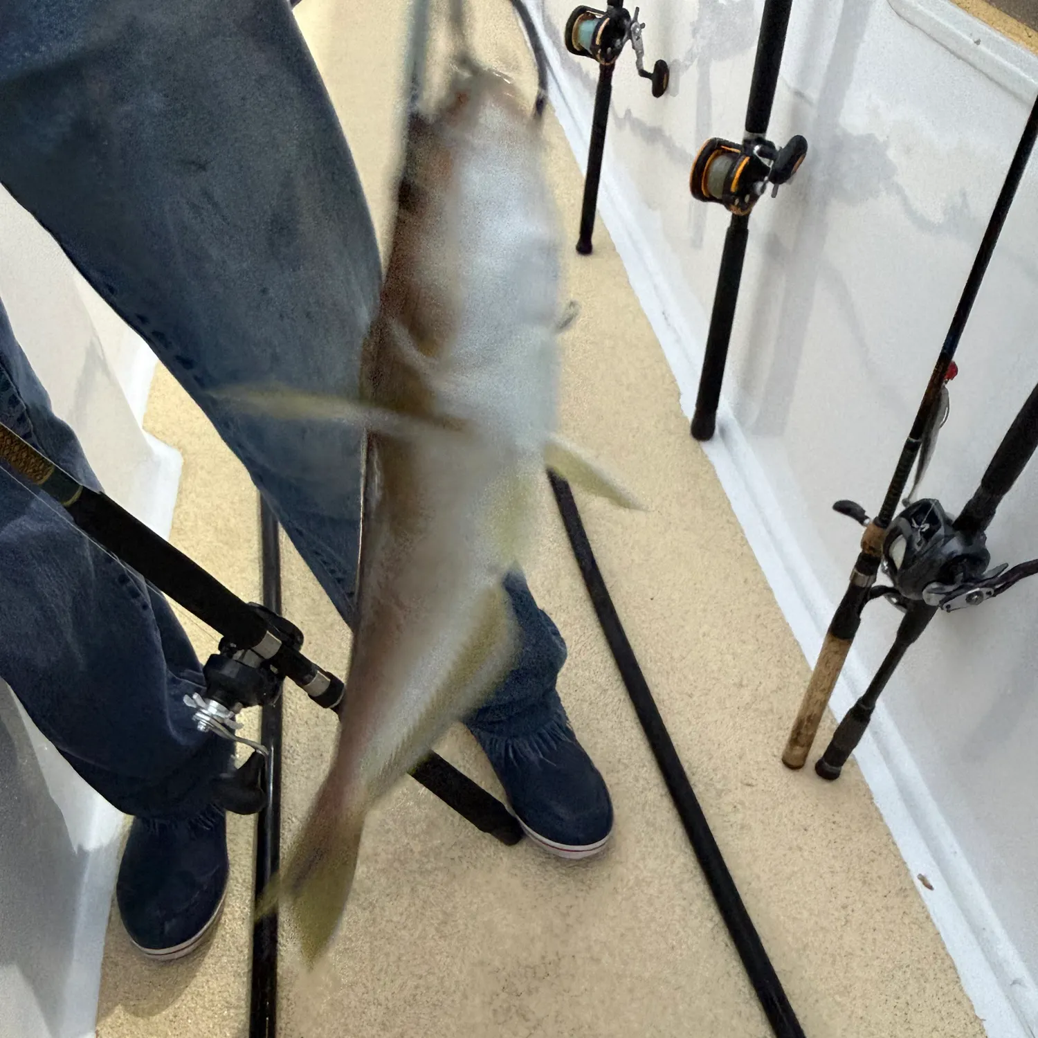 The most recent Ocean whitefish catches on Fishbrain