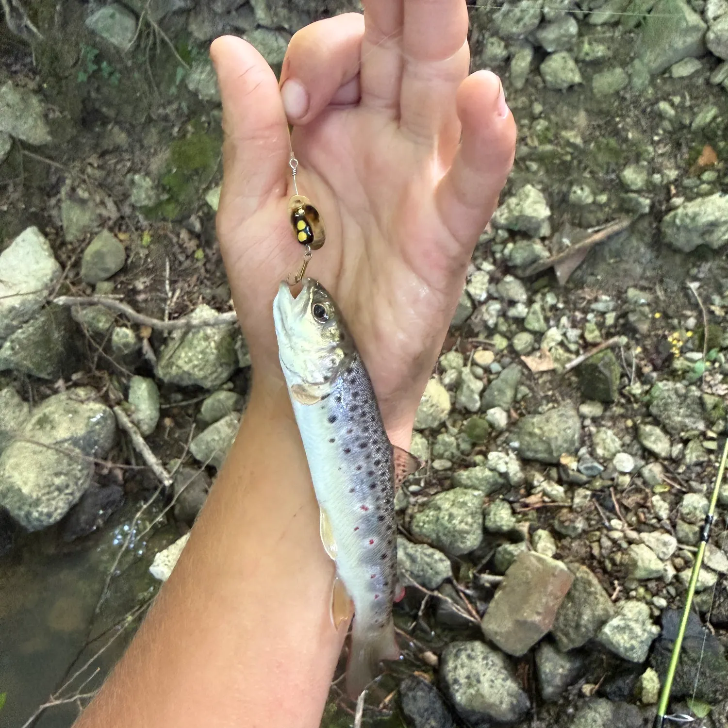 The most recent Lake trout catches on Fishbrain