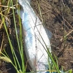 Rainbow trout caught on Fishbrain