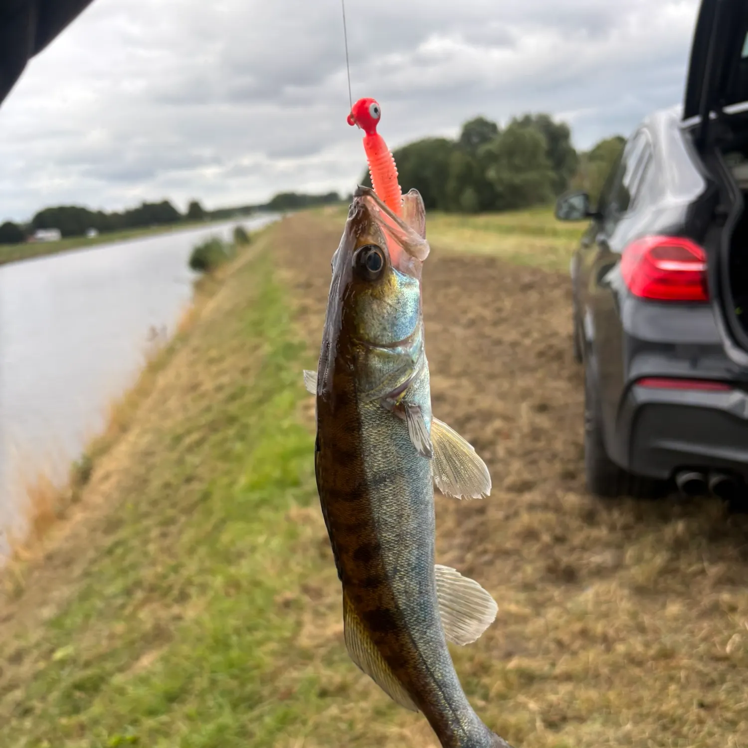 Zander caught on Fishbrain