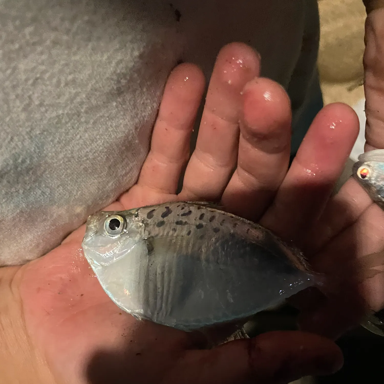 The most recent Striped ponyfish catches on Fishbrain