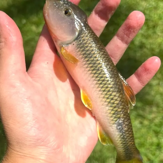 The most recent Bigmouth chub catches on Fishbrain