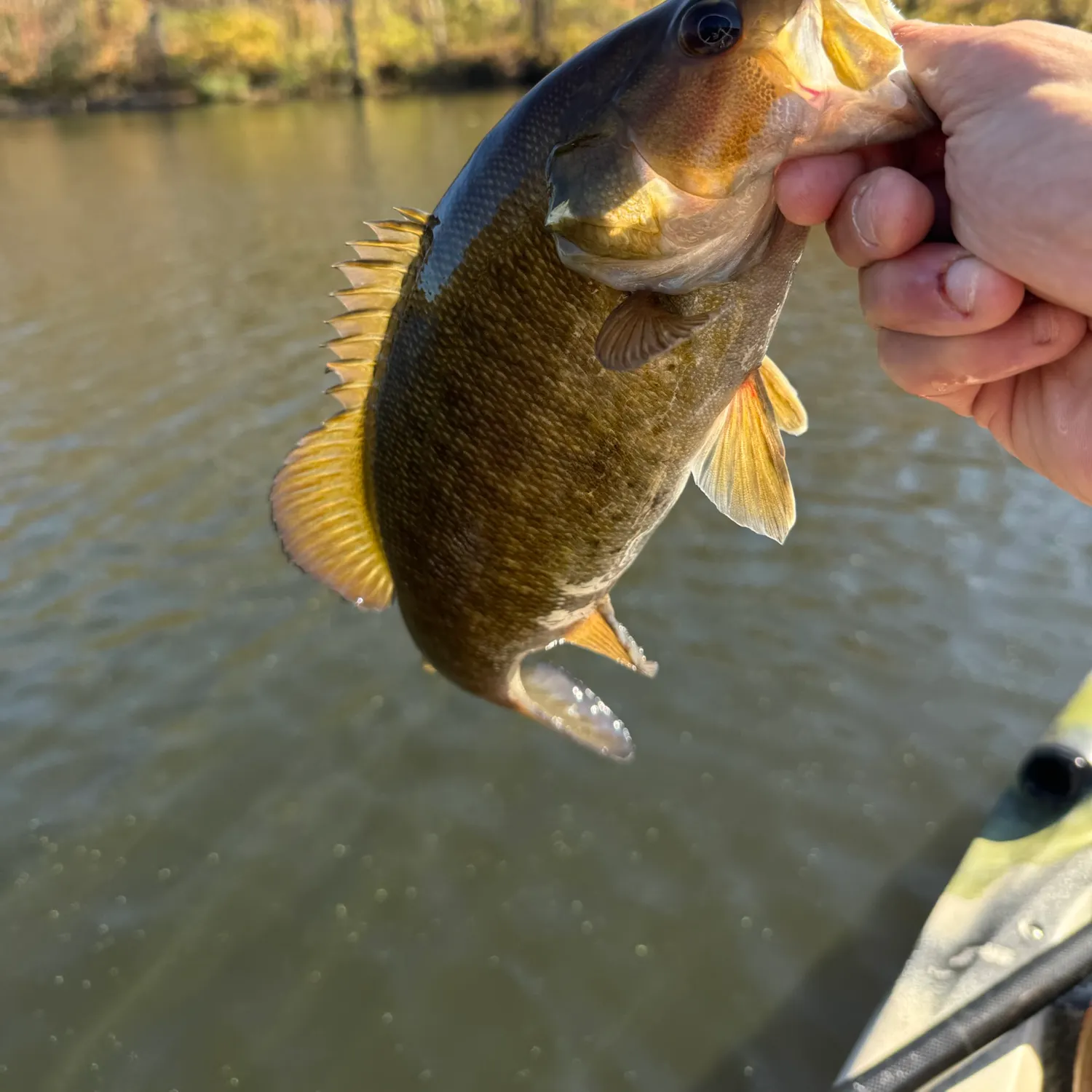 Smallmouth bass caught on Fishbrain