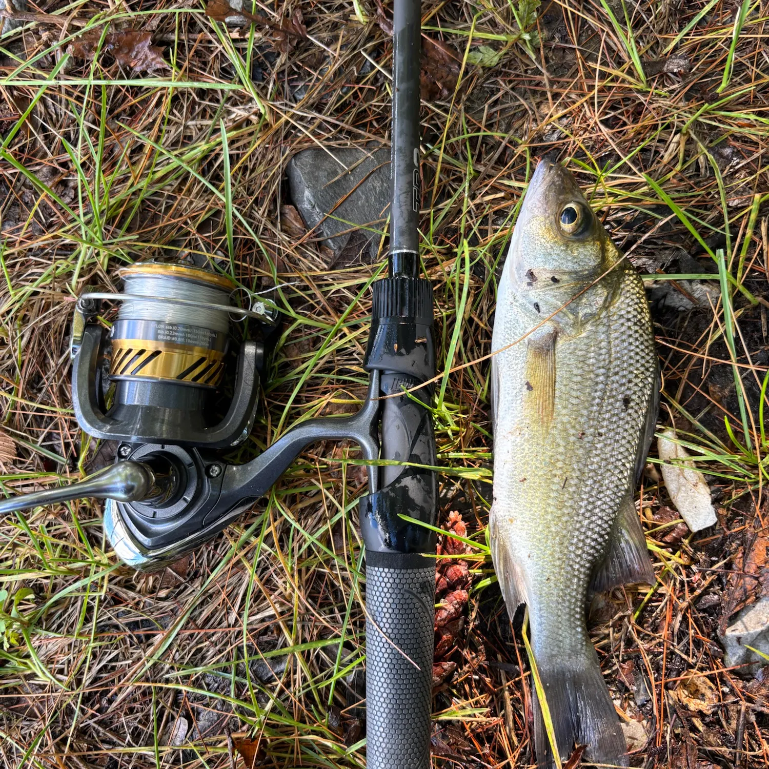 White perch caught on Fishbrain