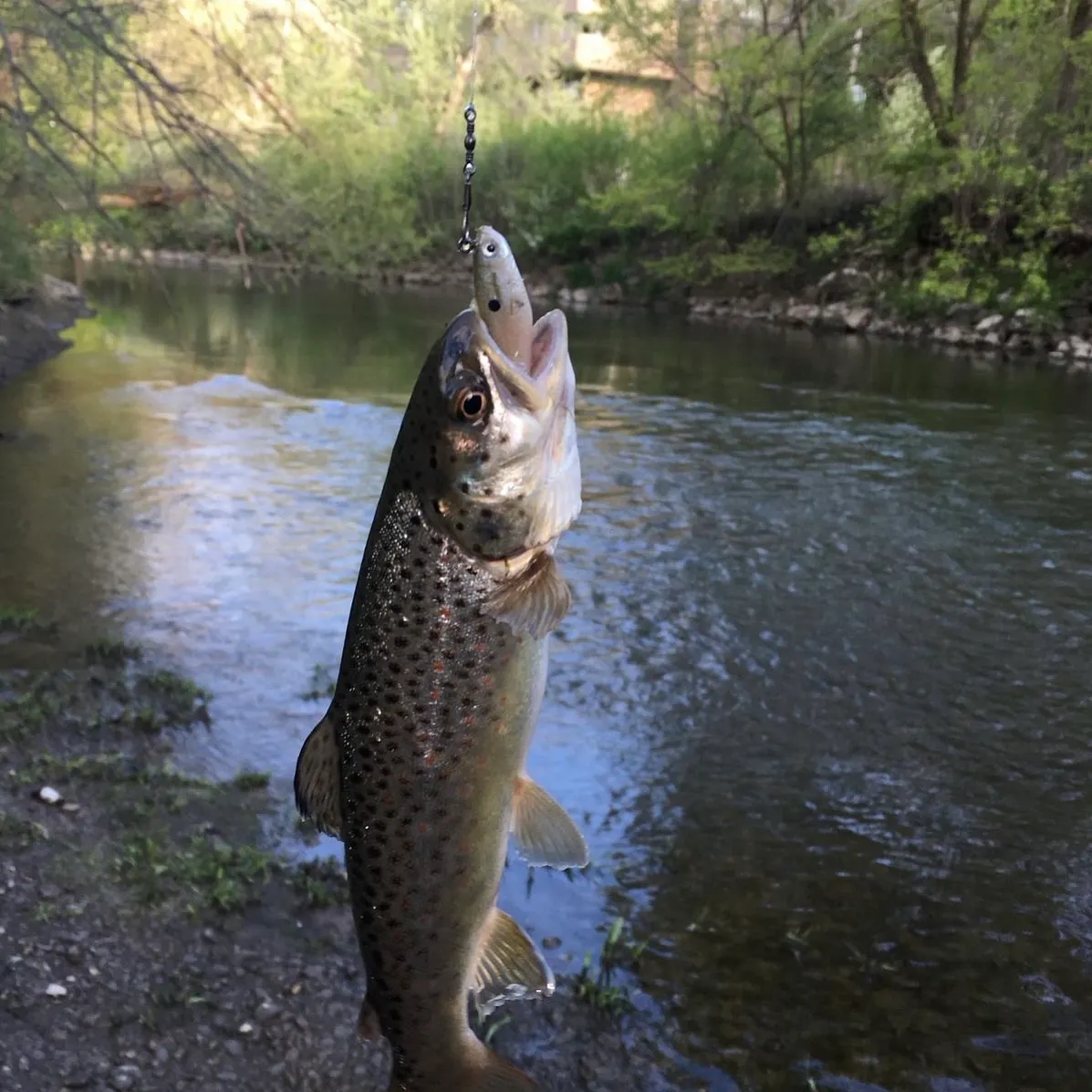 Brown trout caught on Fishbrain