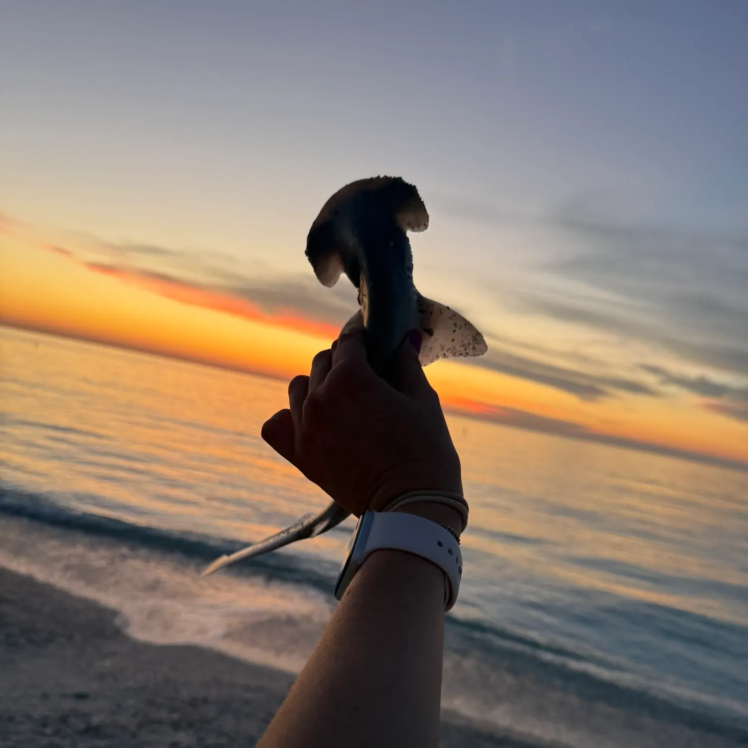 The most recent Bonnethead shark catches on Fishbrain