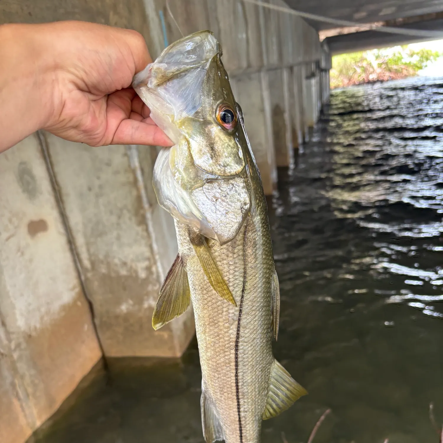 The most recent Common snook catches on Fishbrain