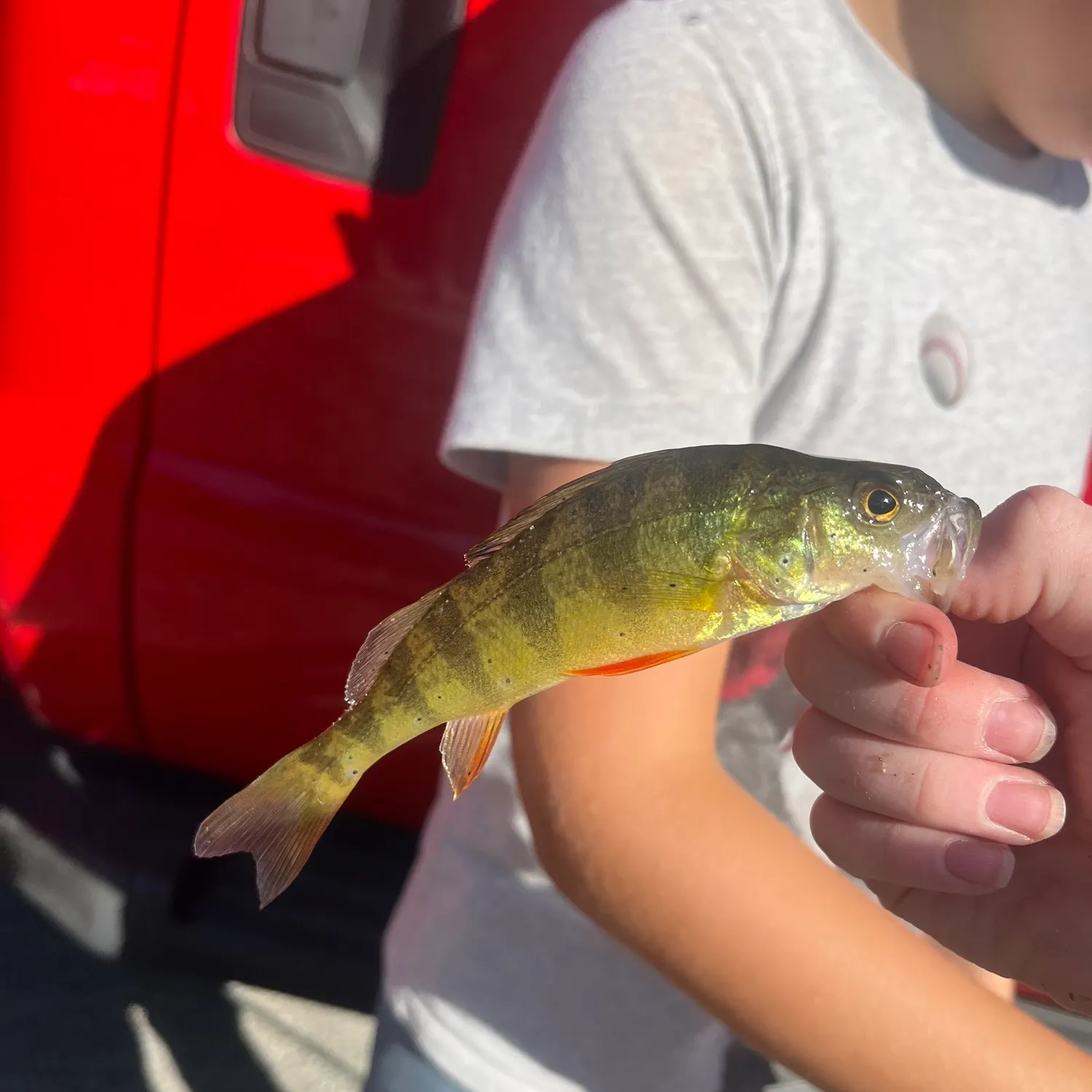 Yellow perch caught on Fishbrain